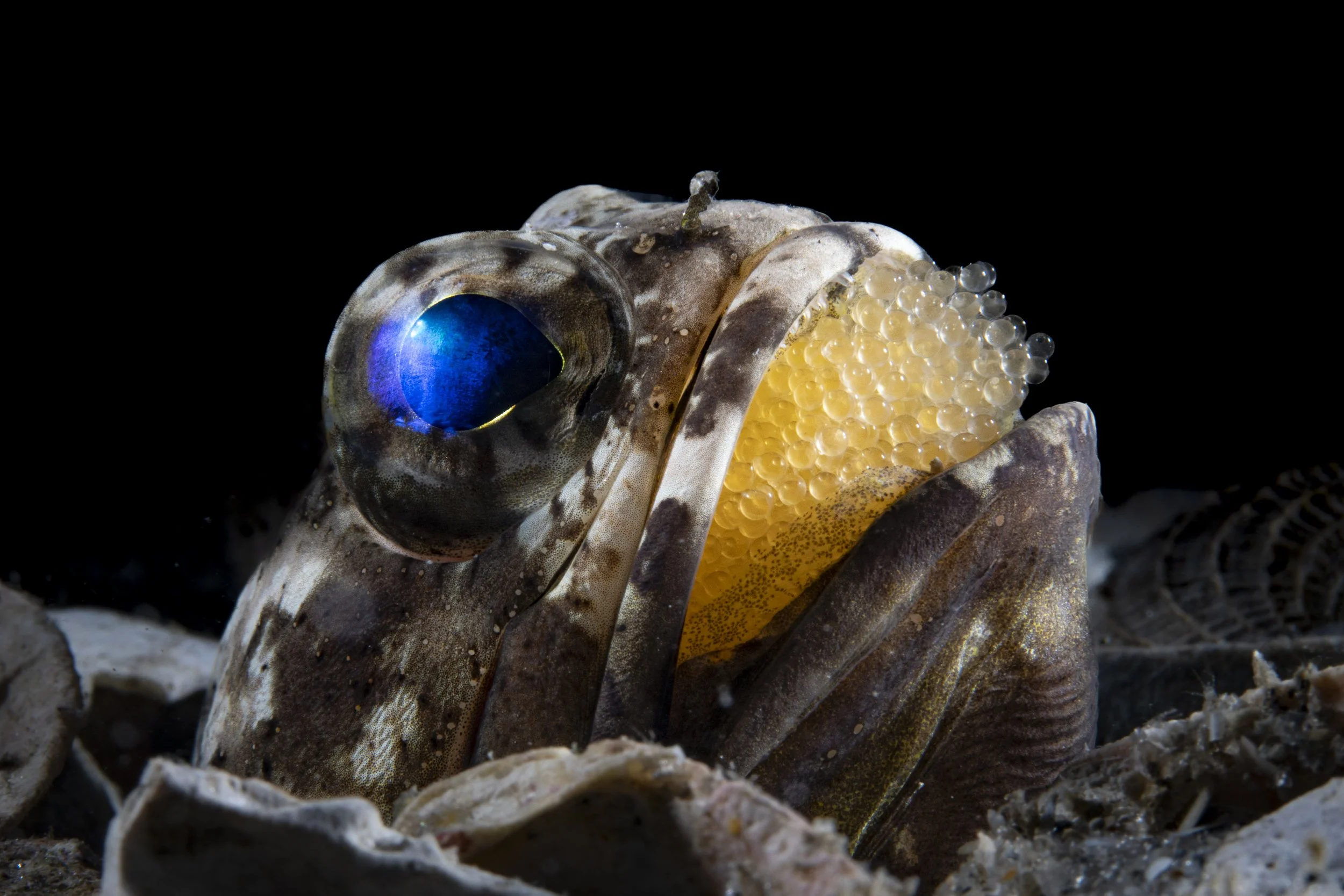 One Dedicated Dad.jpg