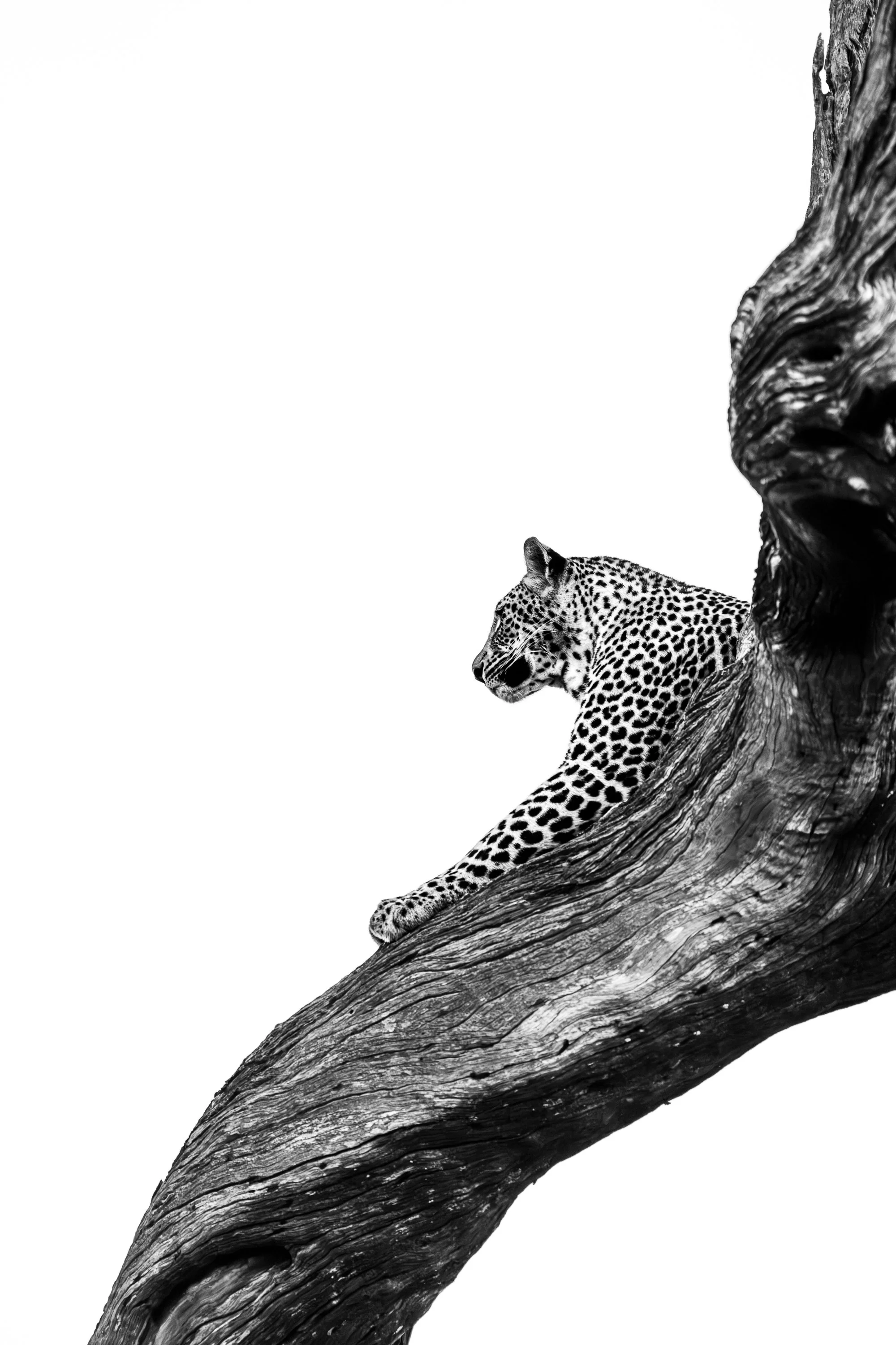 Lying Leopard.jpg