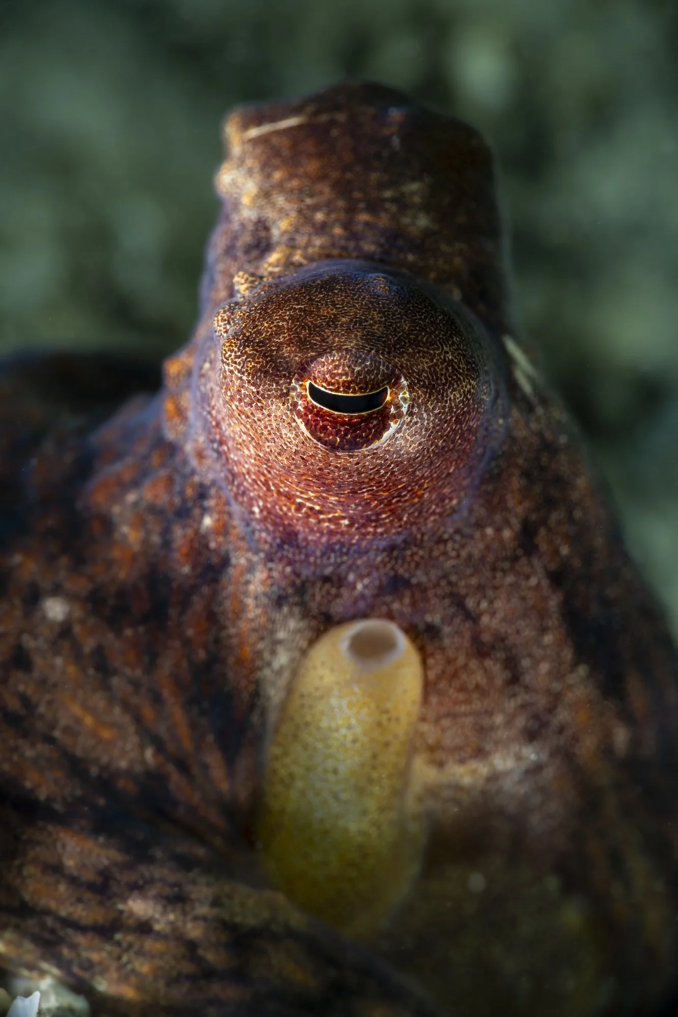 The Eye of the Octo.jpg