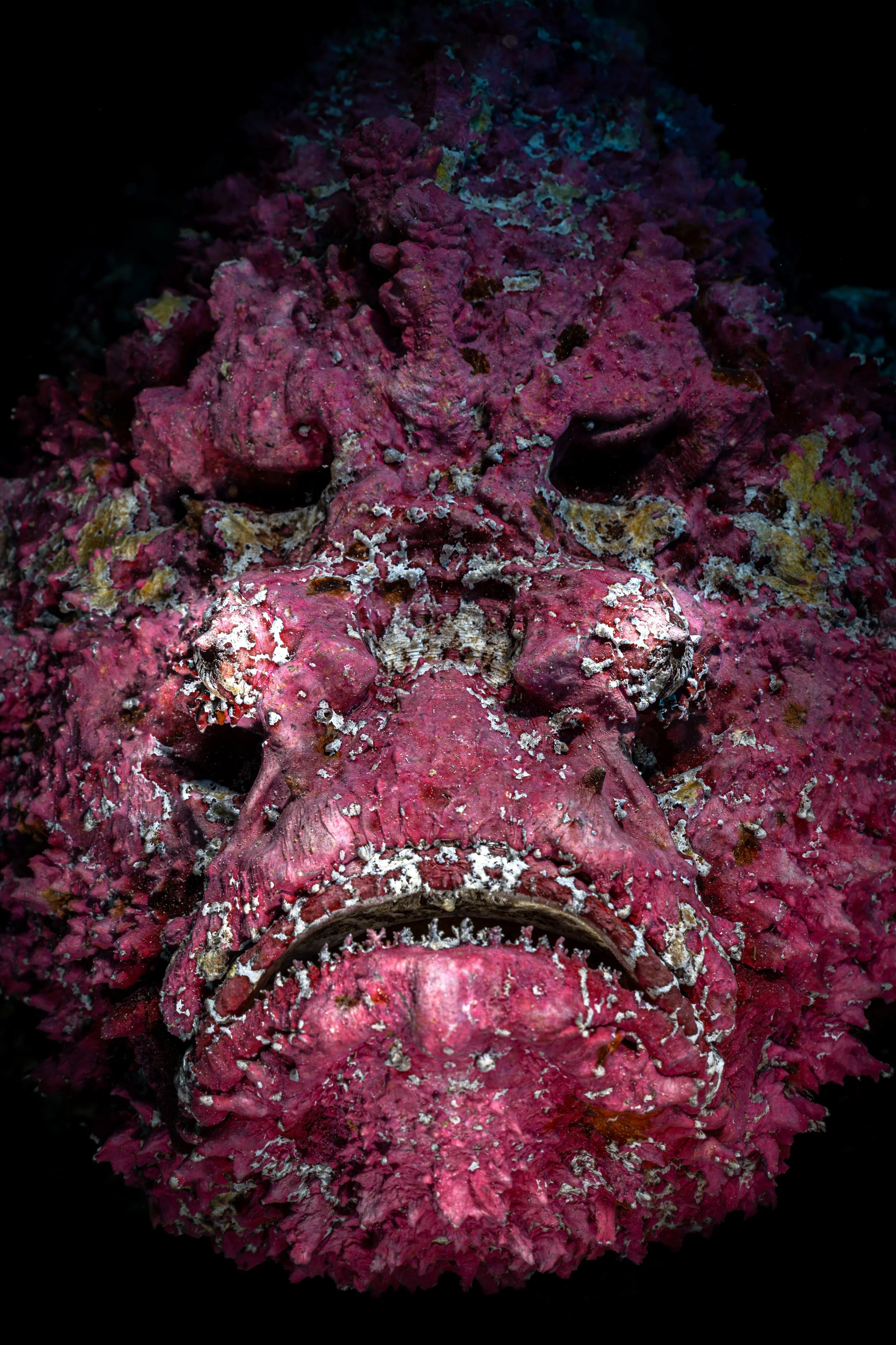 stonefish.jpg