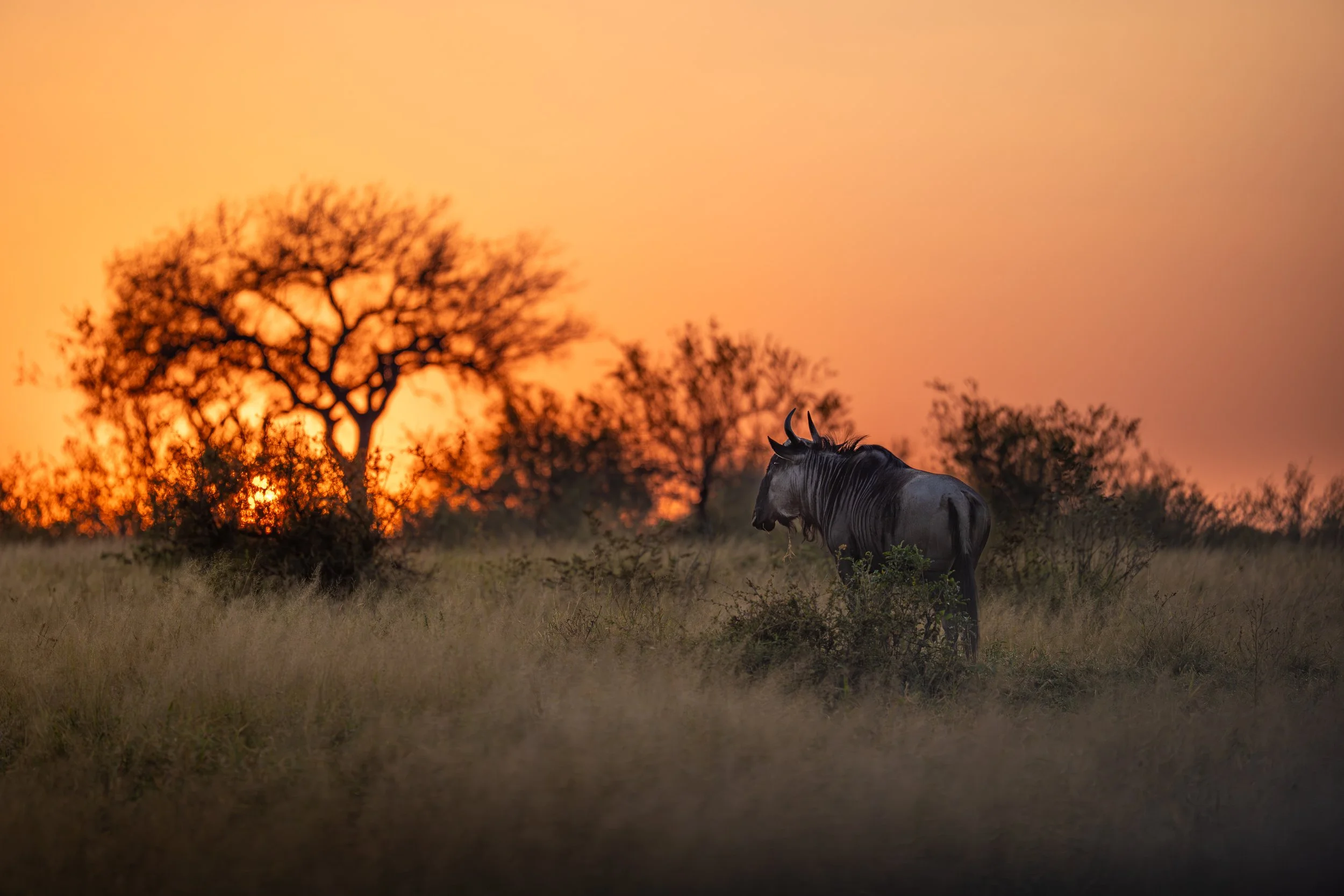 wildebeast sunrise.jpg