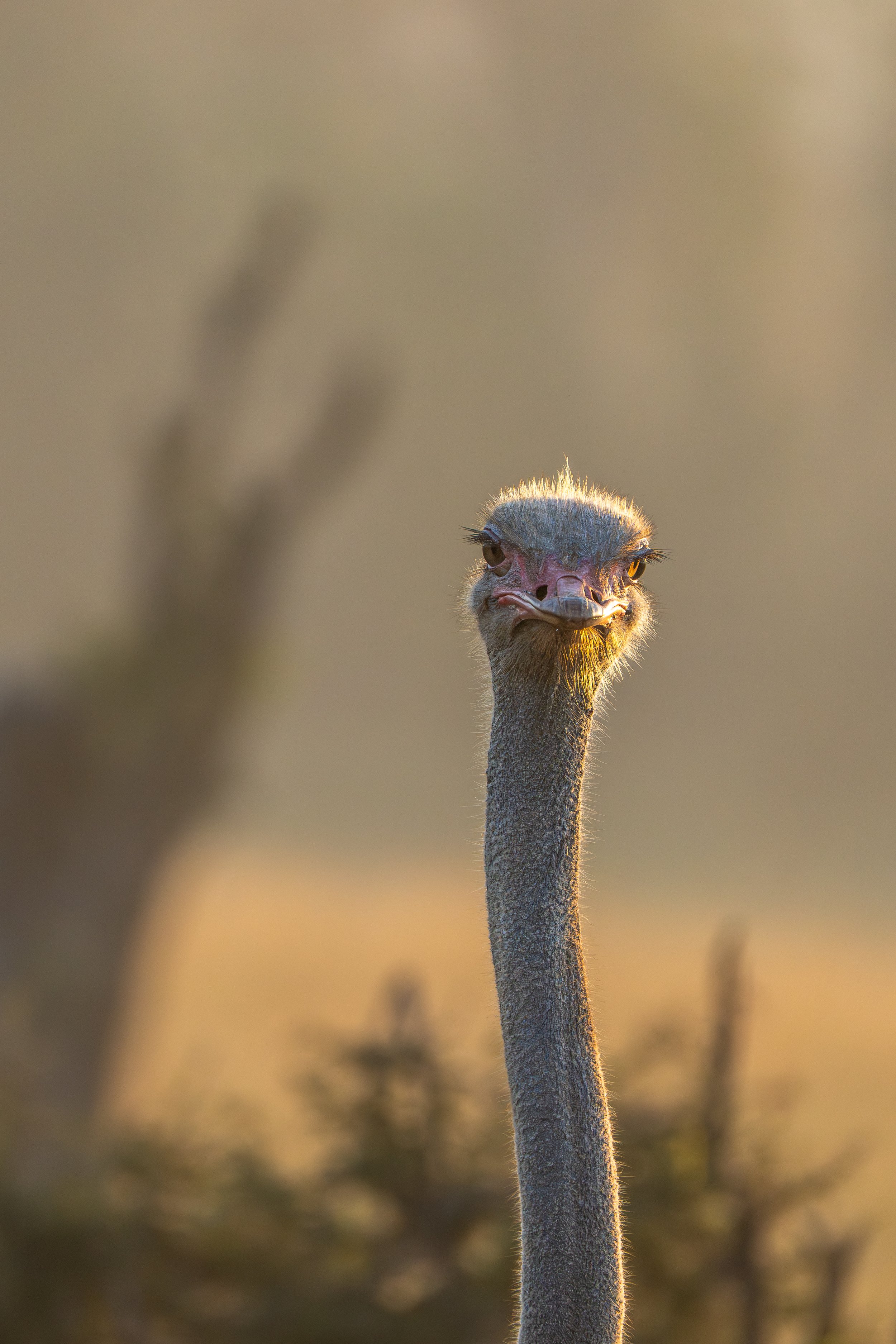 ostrich.jpg