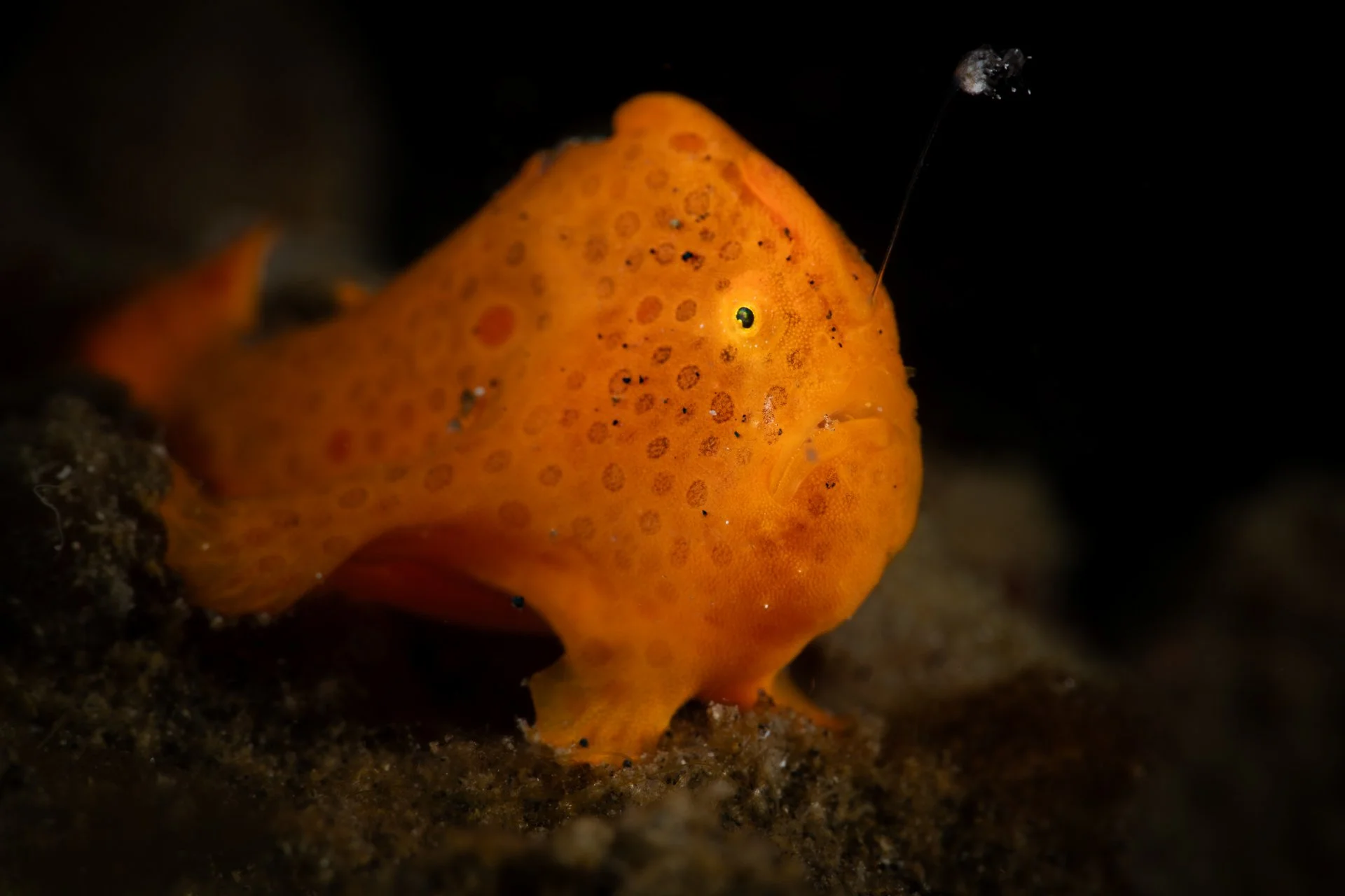 Underwater - Grace Pempek - A Very Alluring Frogfish.jpg
