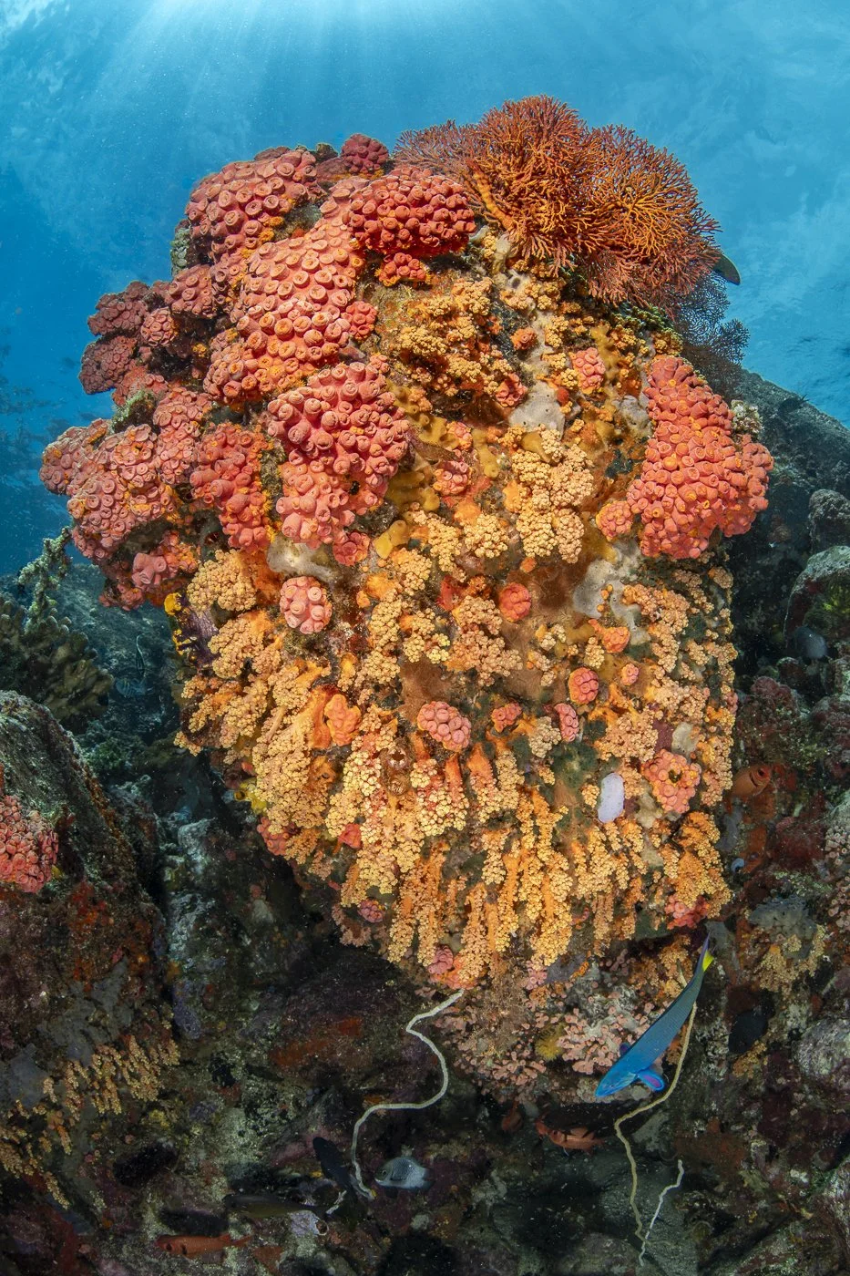 Coral Candy.JuneChallenger.jpg