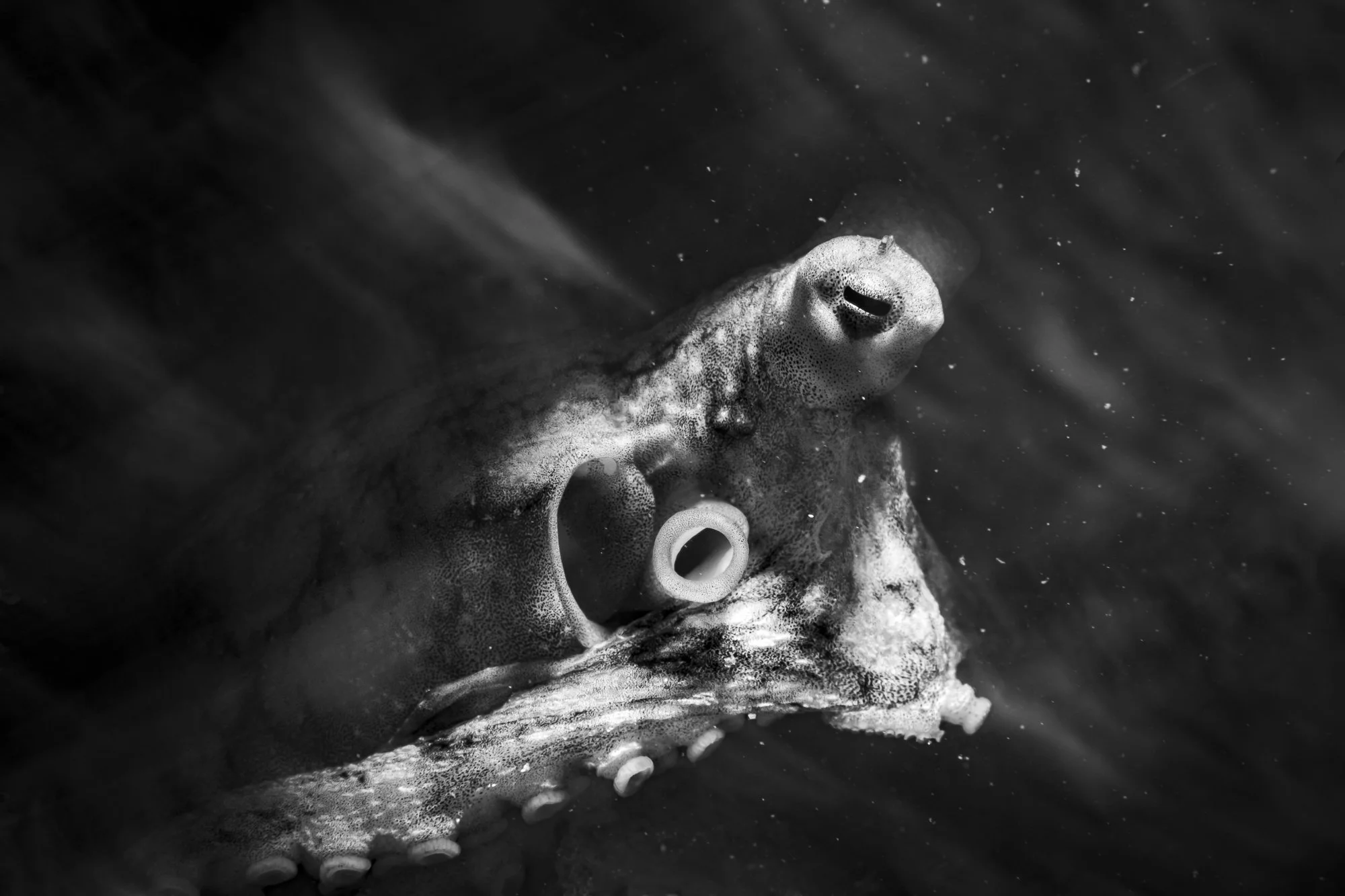 Cephalopod in Motion.jpg