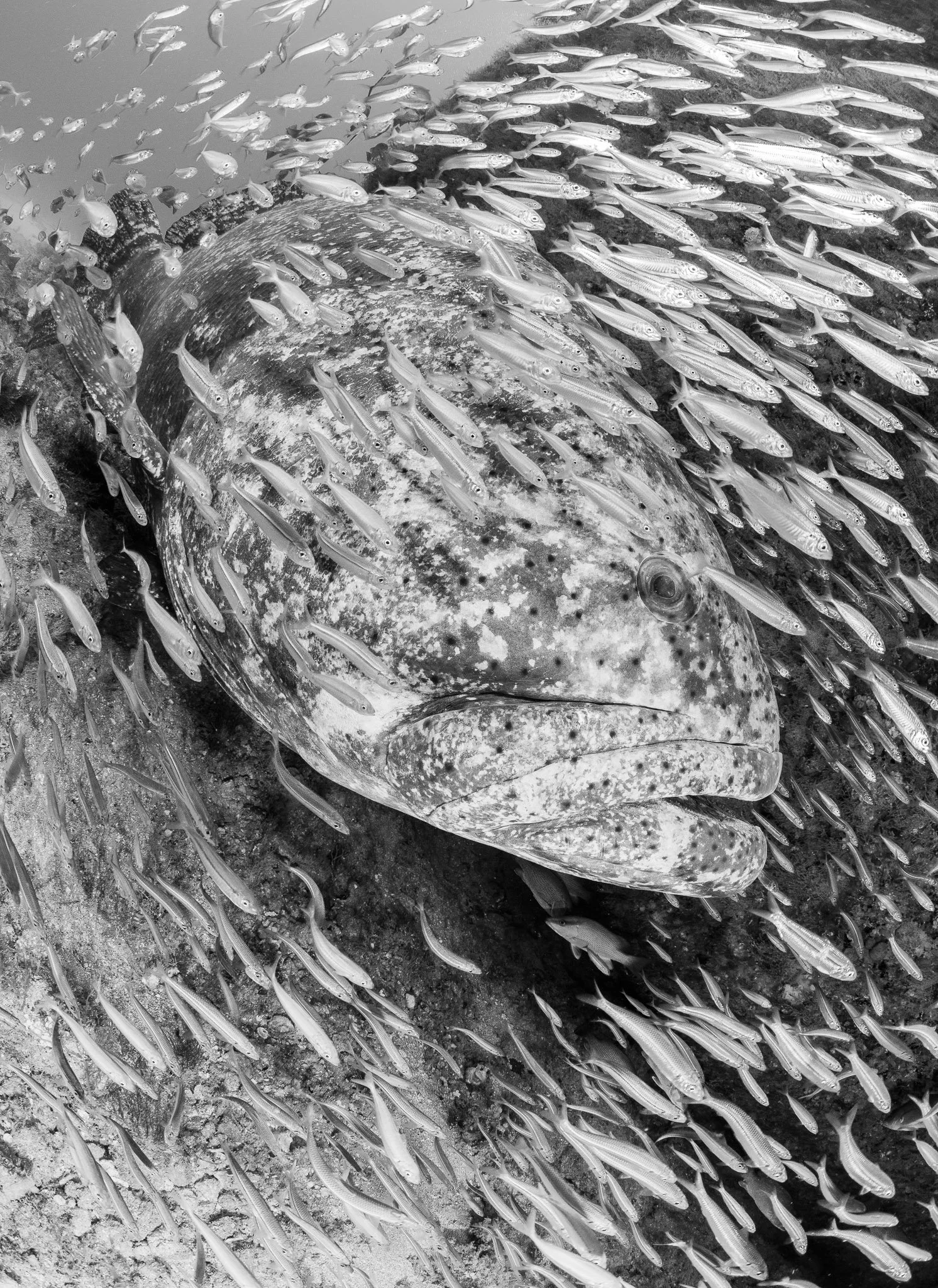 Goliath Gaze in B&W.jpg