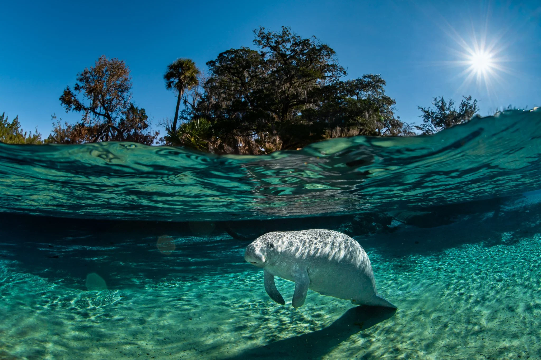 Sweet Manatee Mornings.jpg