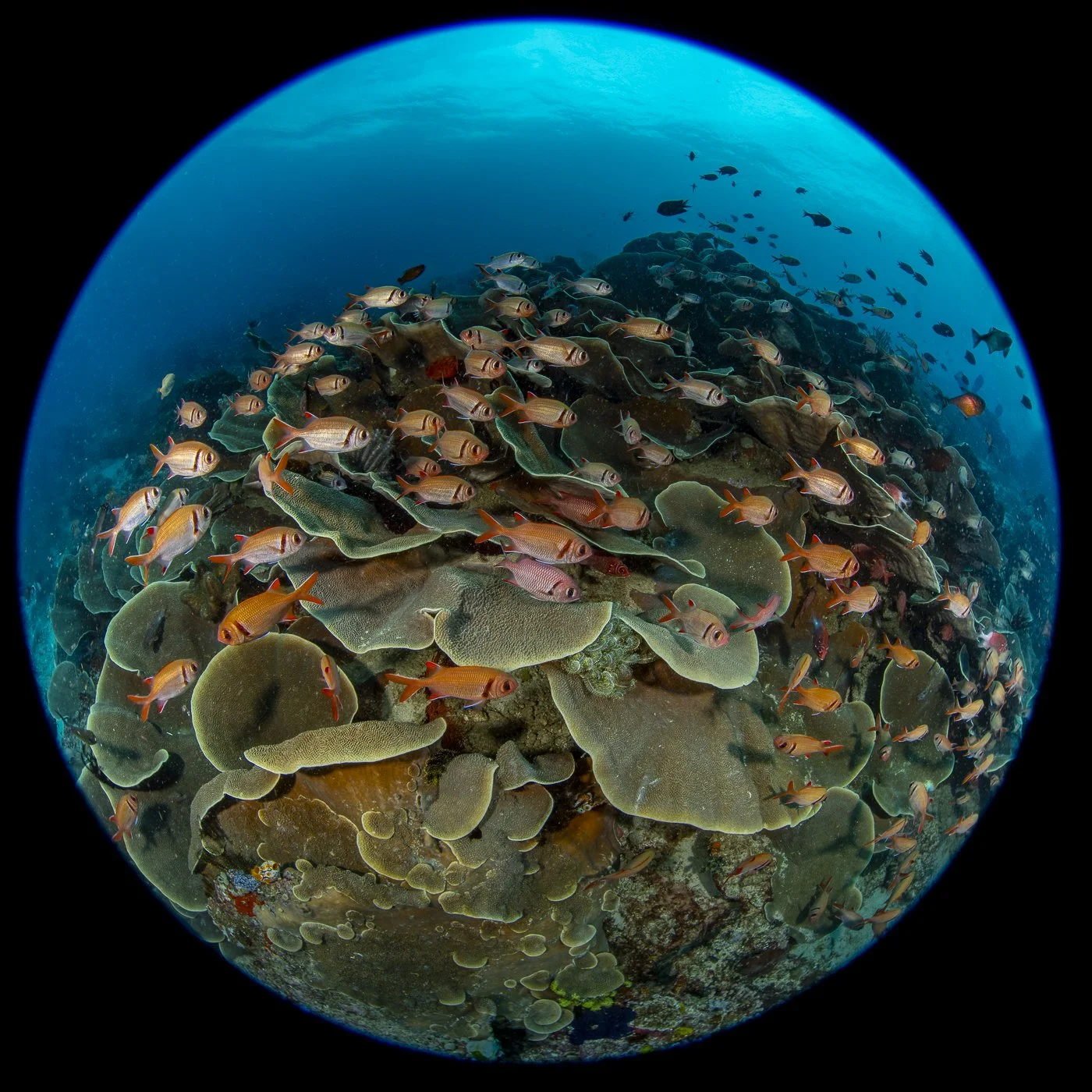 View Into A Coral Garden.JuneChallengers.jpg