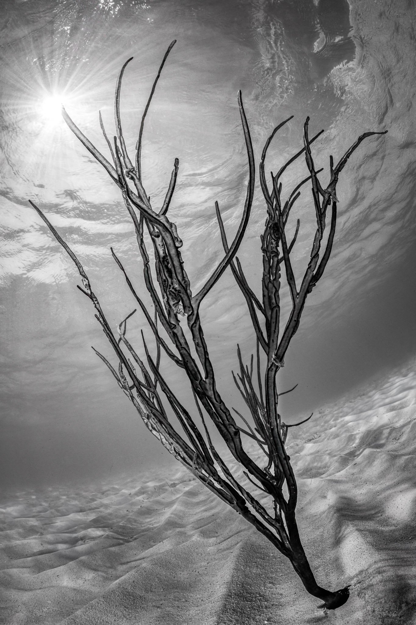 Ocean Tumbleweed.jpg