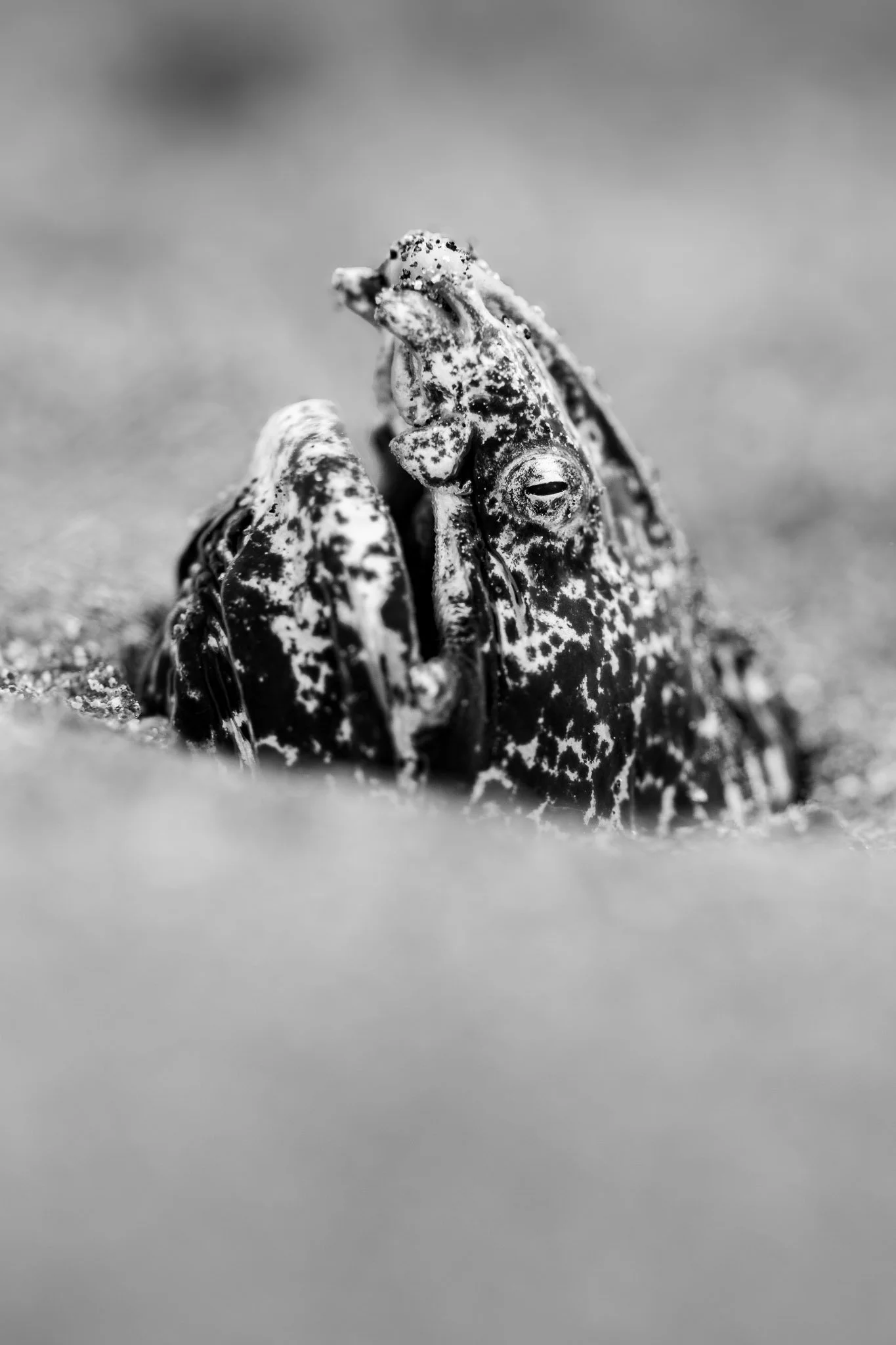 Watch Where you Step.jpg