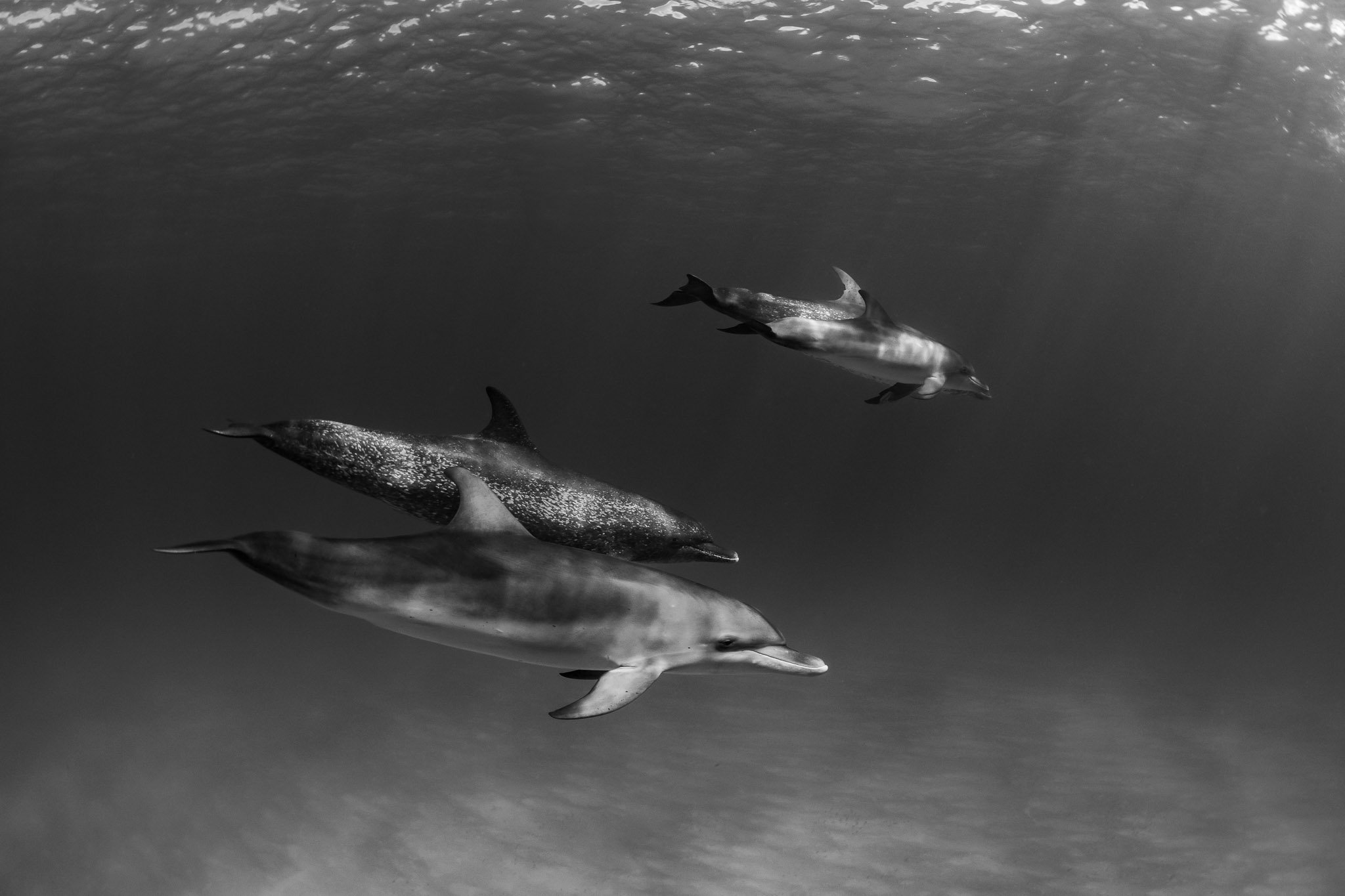 Double Date in B&W.jpg