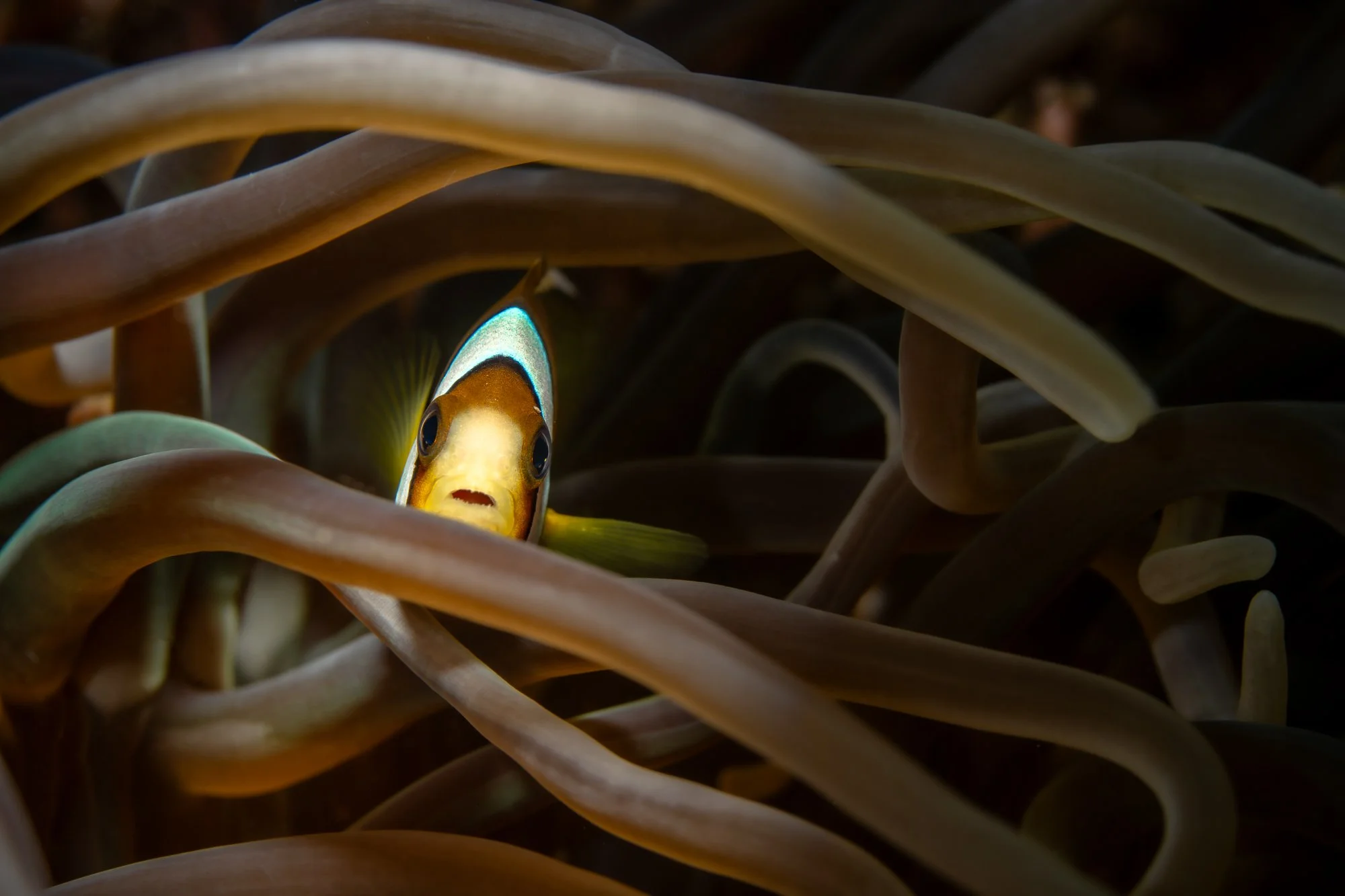 Welcome to the Clownhouse.jpg