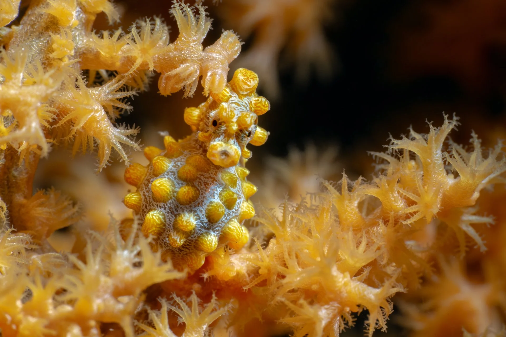Underwater - Grace Pempek - The Pregnant Pygmy.jpg