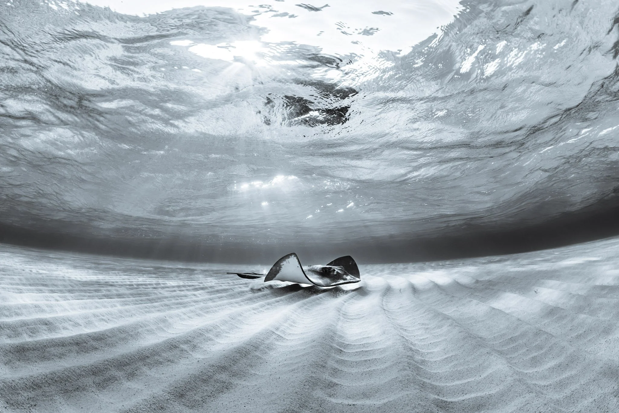 Morning Rays in B&W.jpg