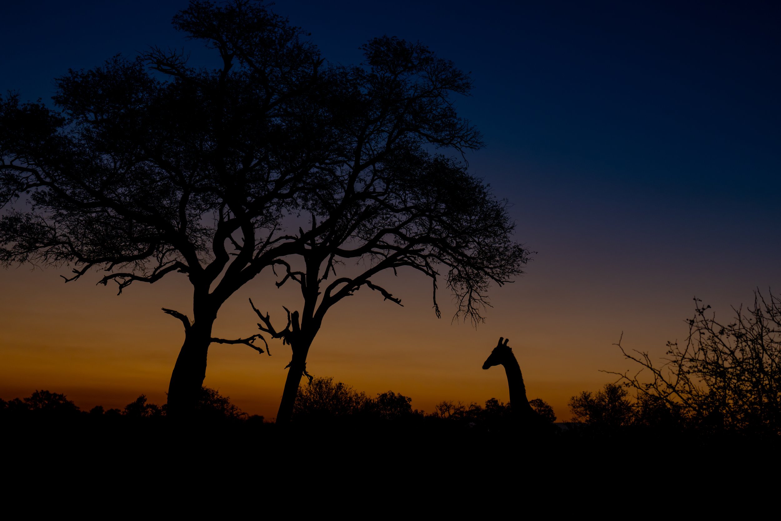 giraffe sunset.jpg