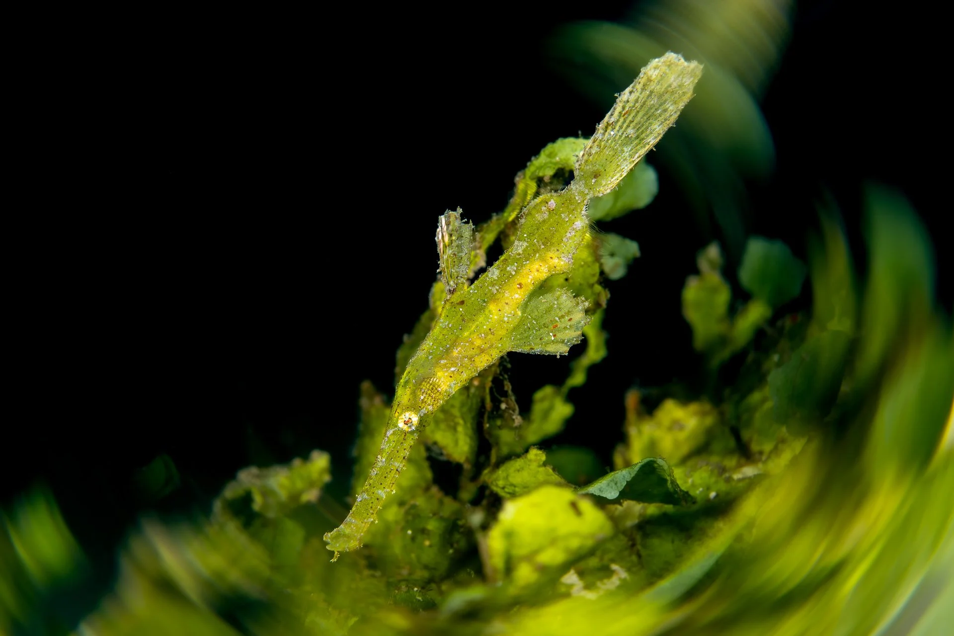 Underwater - Grace Pempek - Swirling Pipefish.jpg