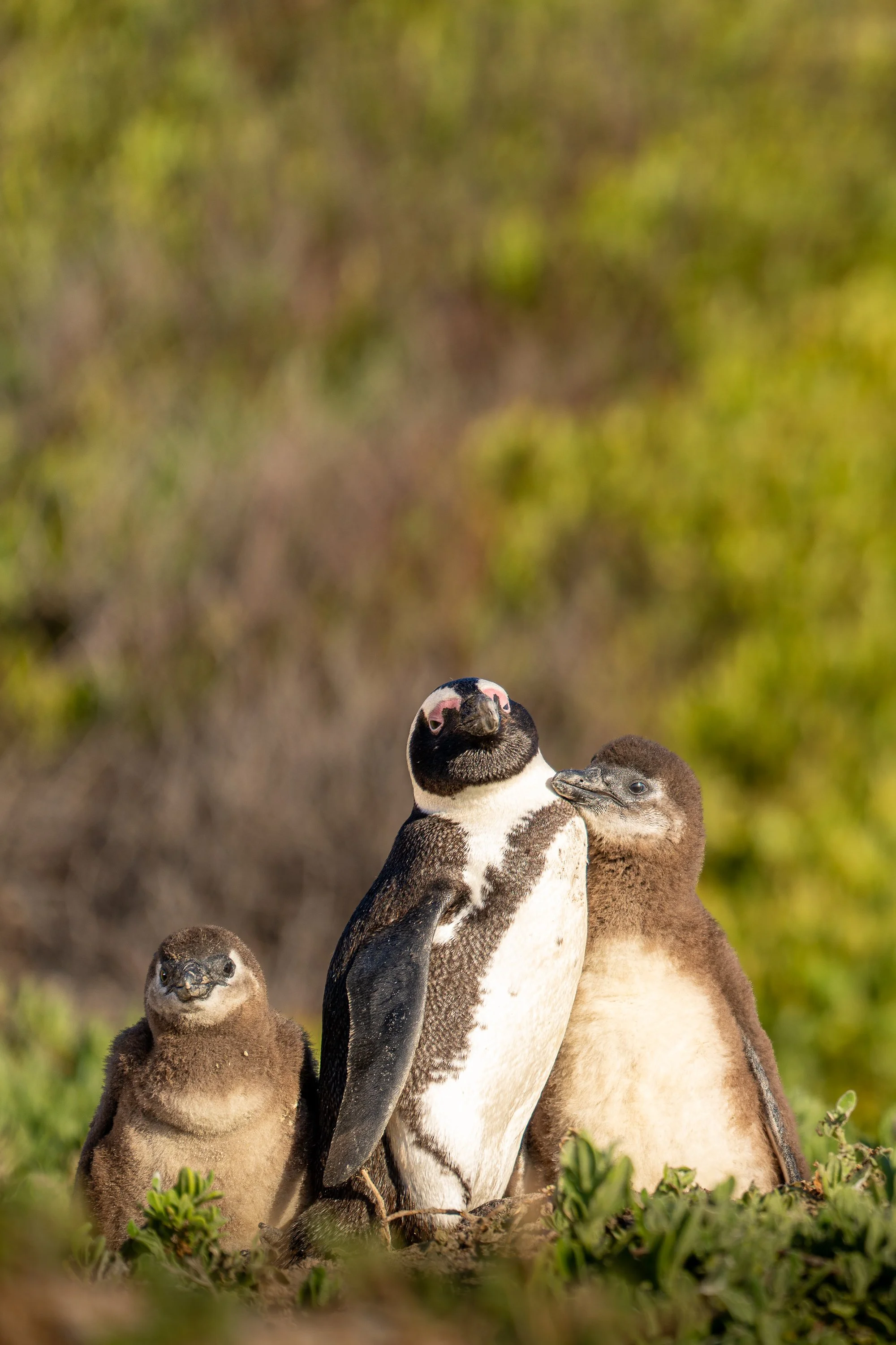 Family Portrait.jpg