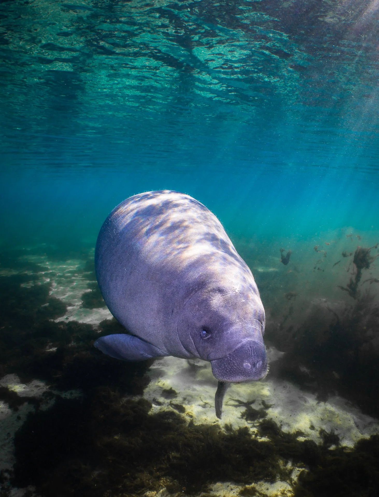 Underwater - Grace Pempek - Sweet Manatee Mornings.jpg