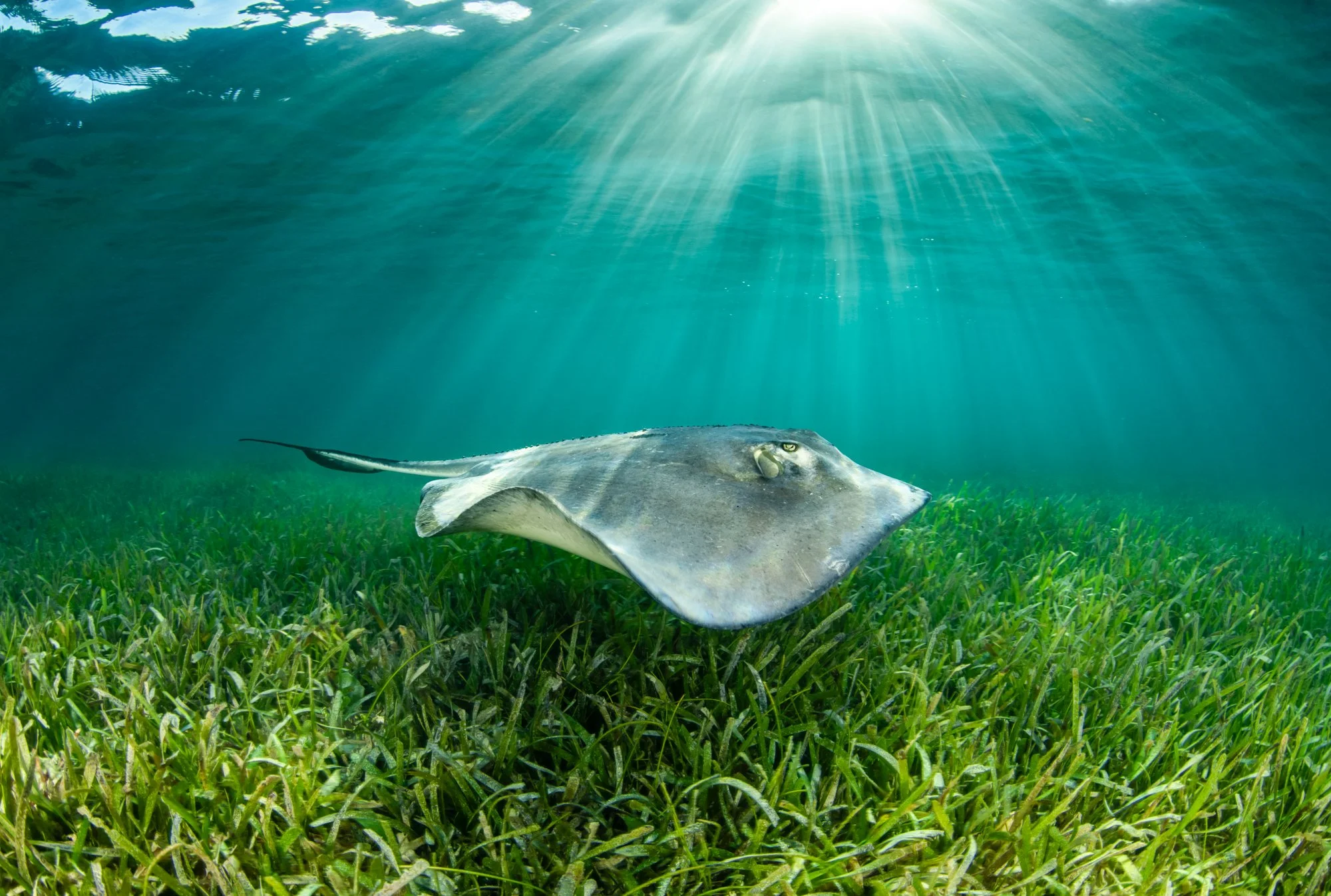A stingray swimming close to the underwater grass with sunlight streaming through the water from above.