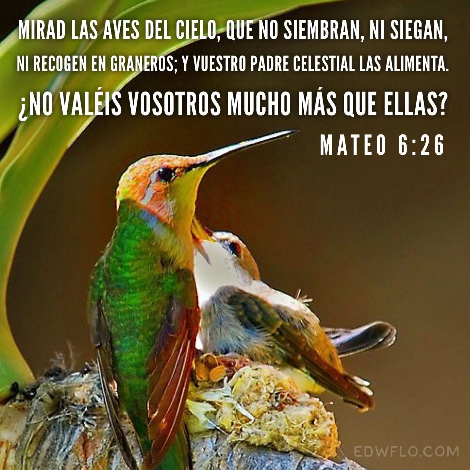 Dios Siempre Proveerá