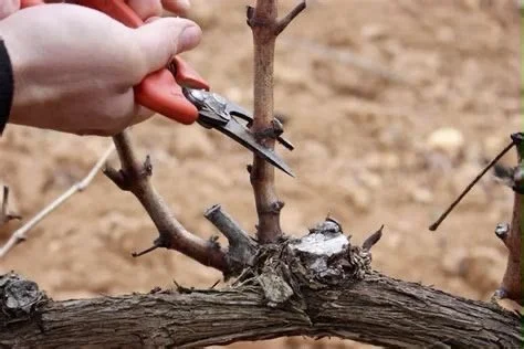 Cuando el Padre nos poda