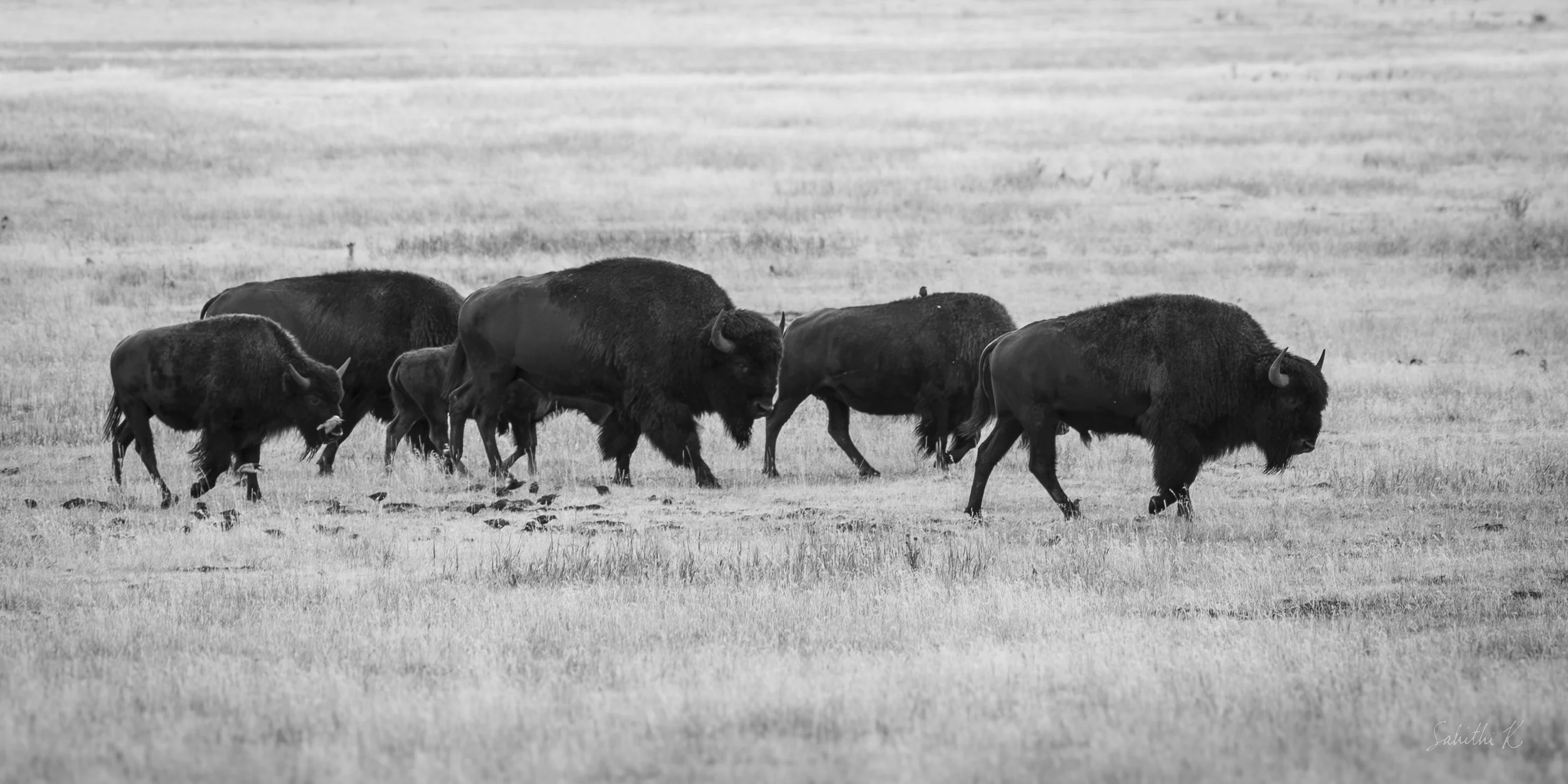 10-IMG_6932-bisonmarch-screen.jpg