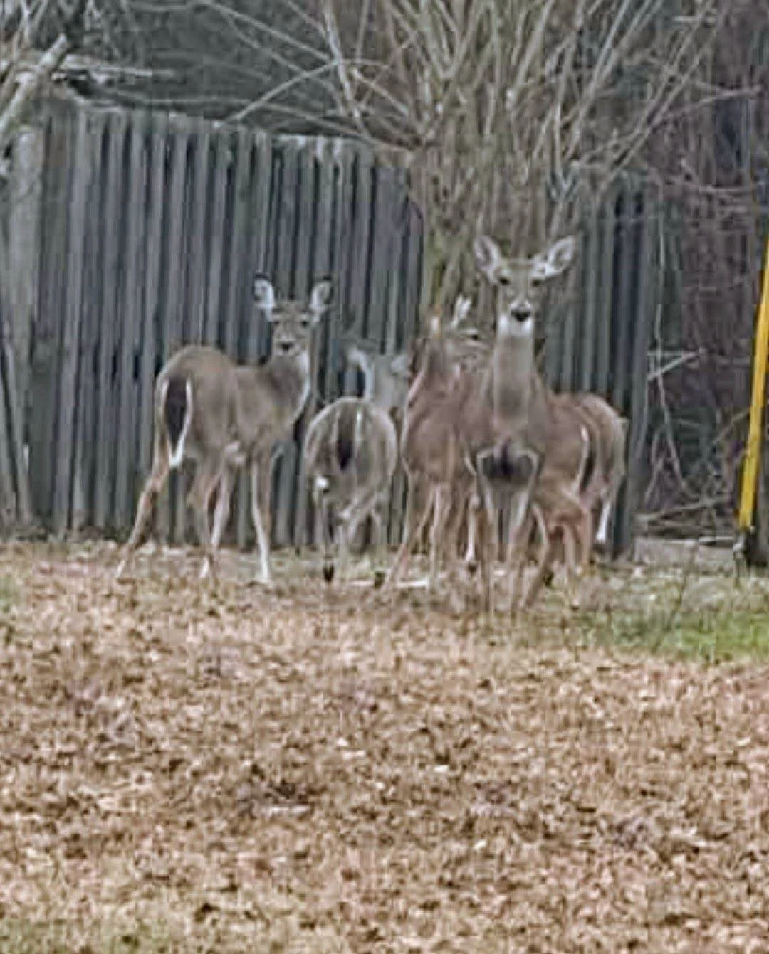 PHOTO OF THE DAY: Renae Long shared this photo of a whole herd of deer stopping by her front yard in Chalybeate. Looks like they called a quick neighborhood meeting!
