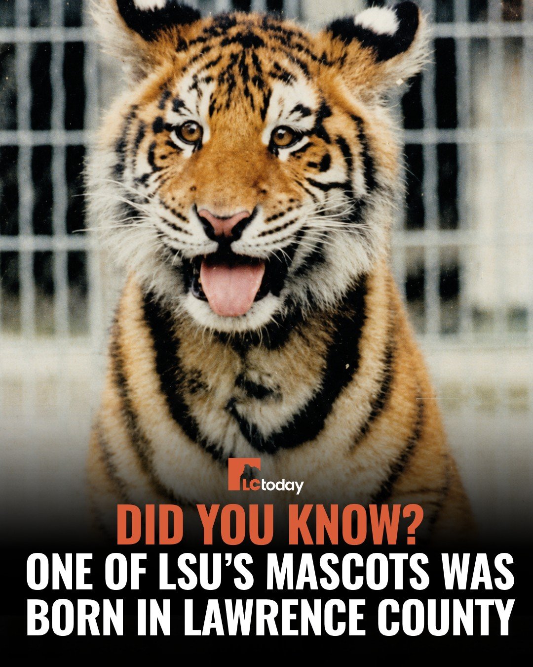 DID YOU KNOW? ONE OF LSU&rsquo;S MASCOTS WAS BORN IN LAWRENCE COUNTY

One of college sports&rsquo; most recognizable live mascots began life right here in Lawrence County.

Before he became known as Mike V, the fifth live tiger to serve as LSU&rsquo;