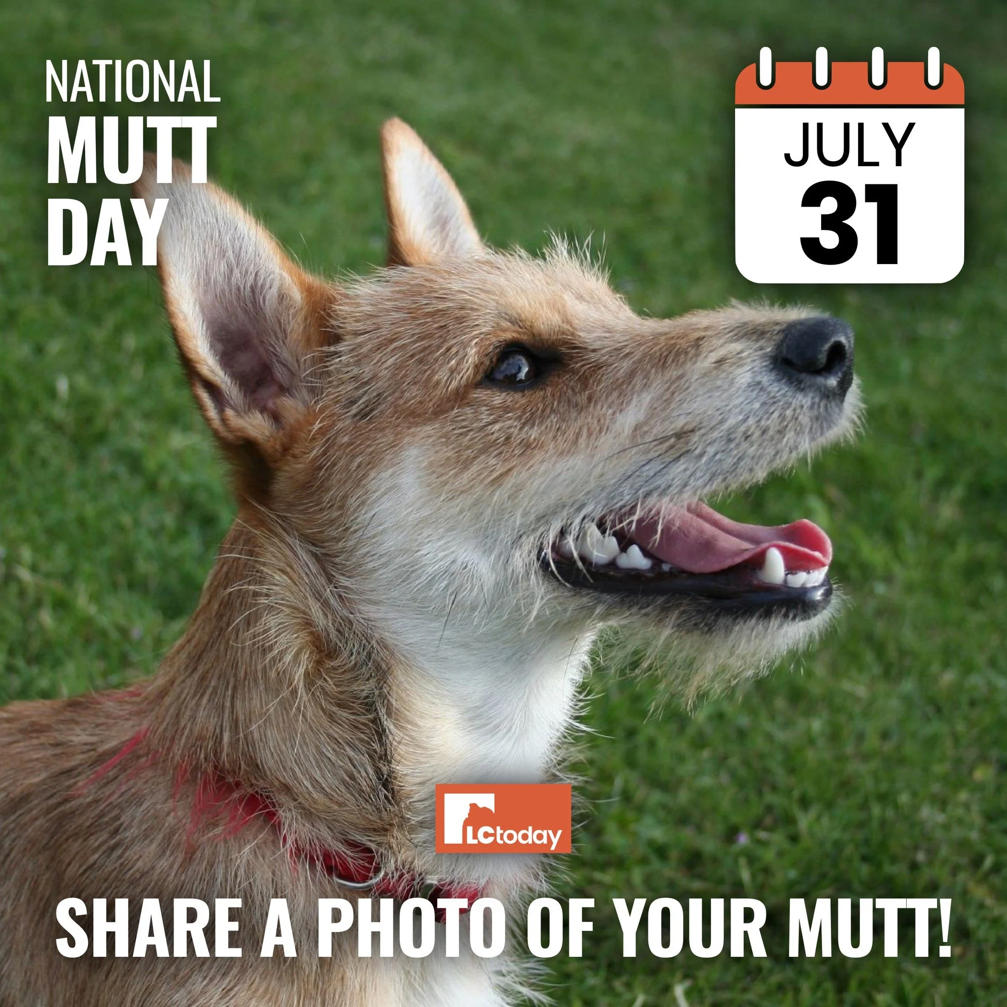 A little bit of this, a little bit of that&mdash;and 100% loved. 🐶 It&rsquo;s National Mutt Day! Let&rsquo;s see a photo of your mutts. ⬇️