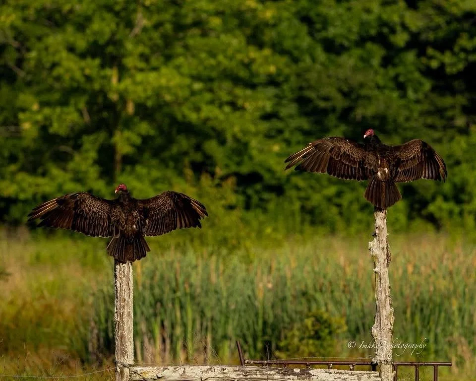 PHOTO OF THE DAY: ImHkd2photography shared, "Turkey buzzards hanging out in the back pasture near Landersville."