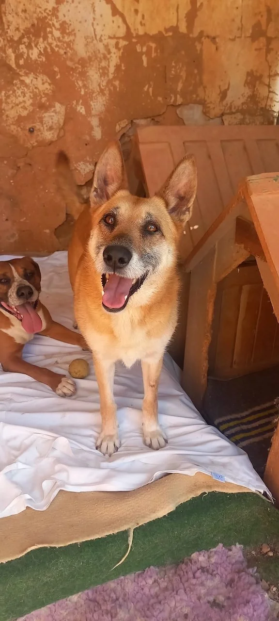 Sarabi-TinyShelter - 2.jpeg