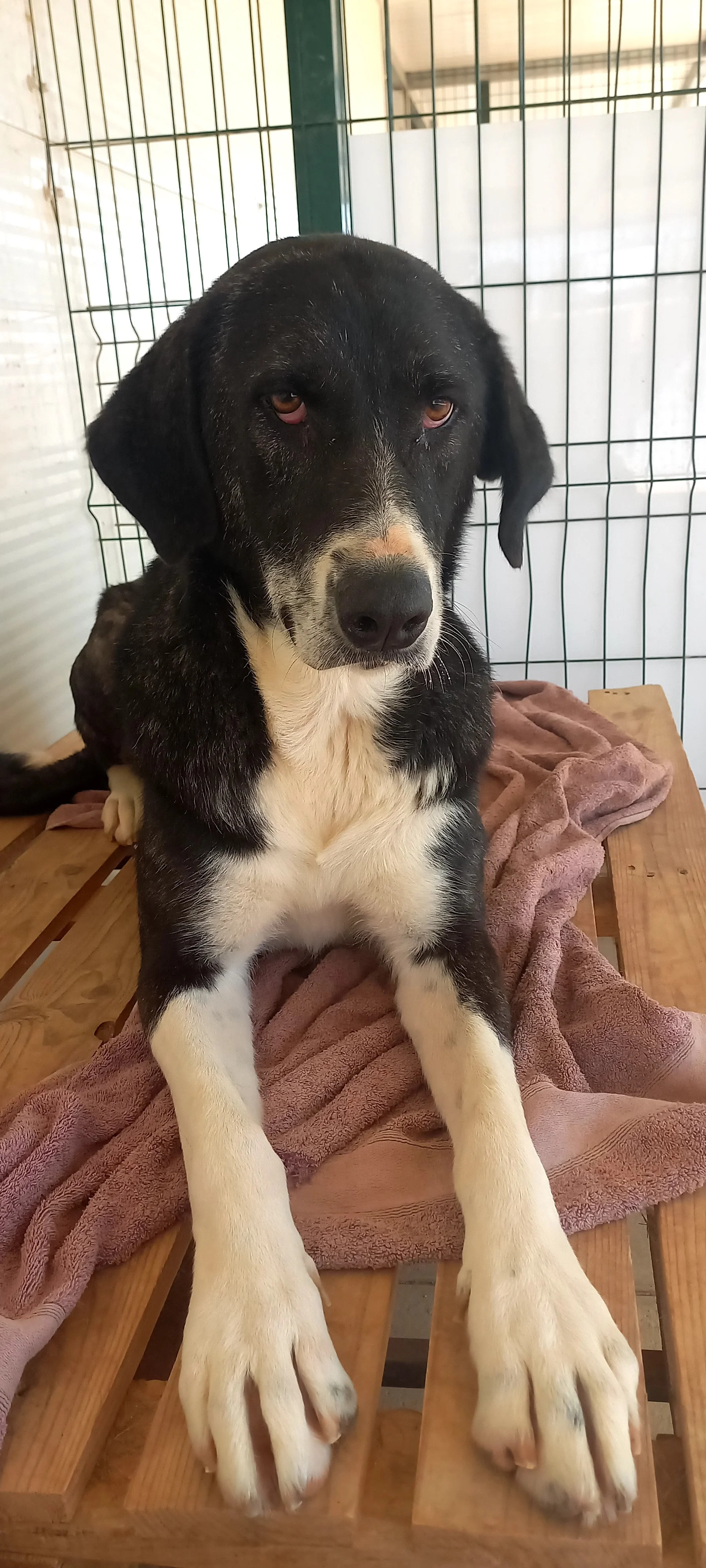 Princesa sitting.jpeg