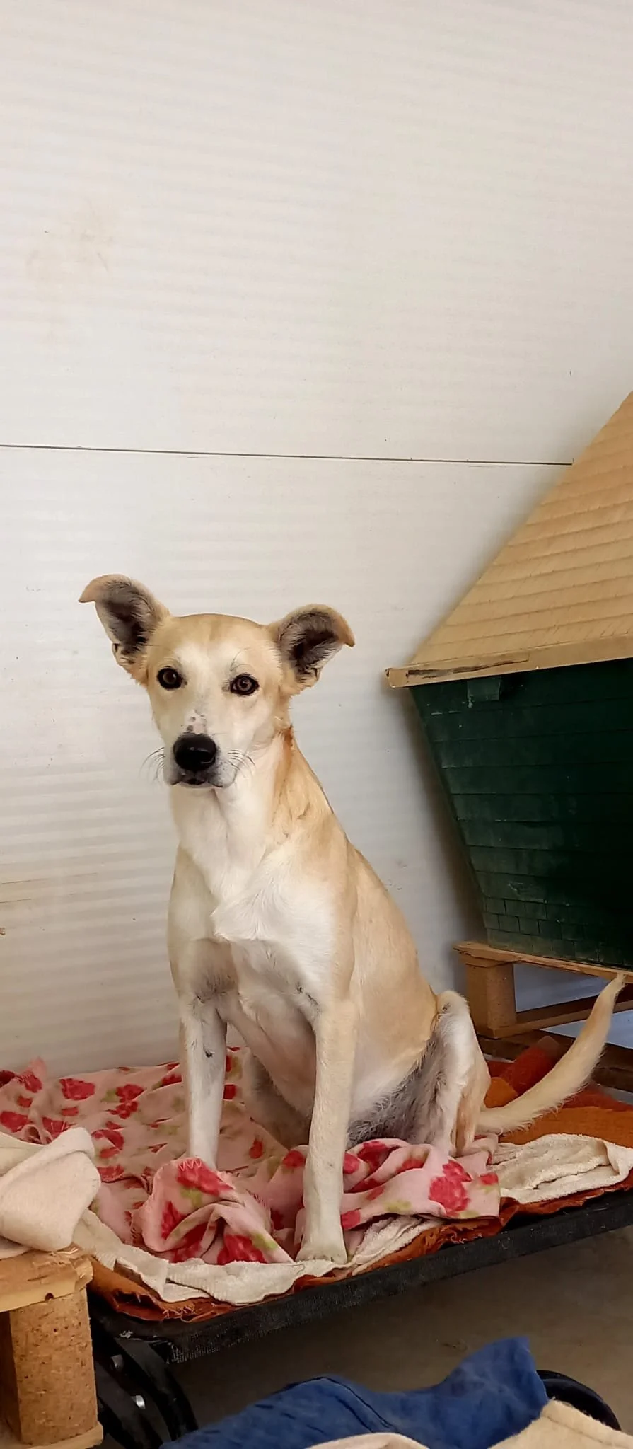 Snowy sitting front.jpeg