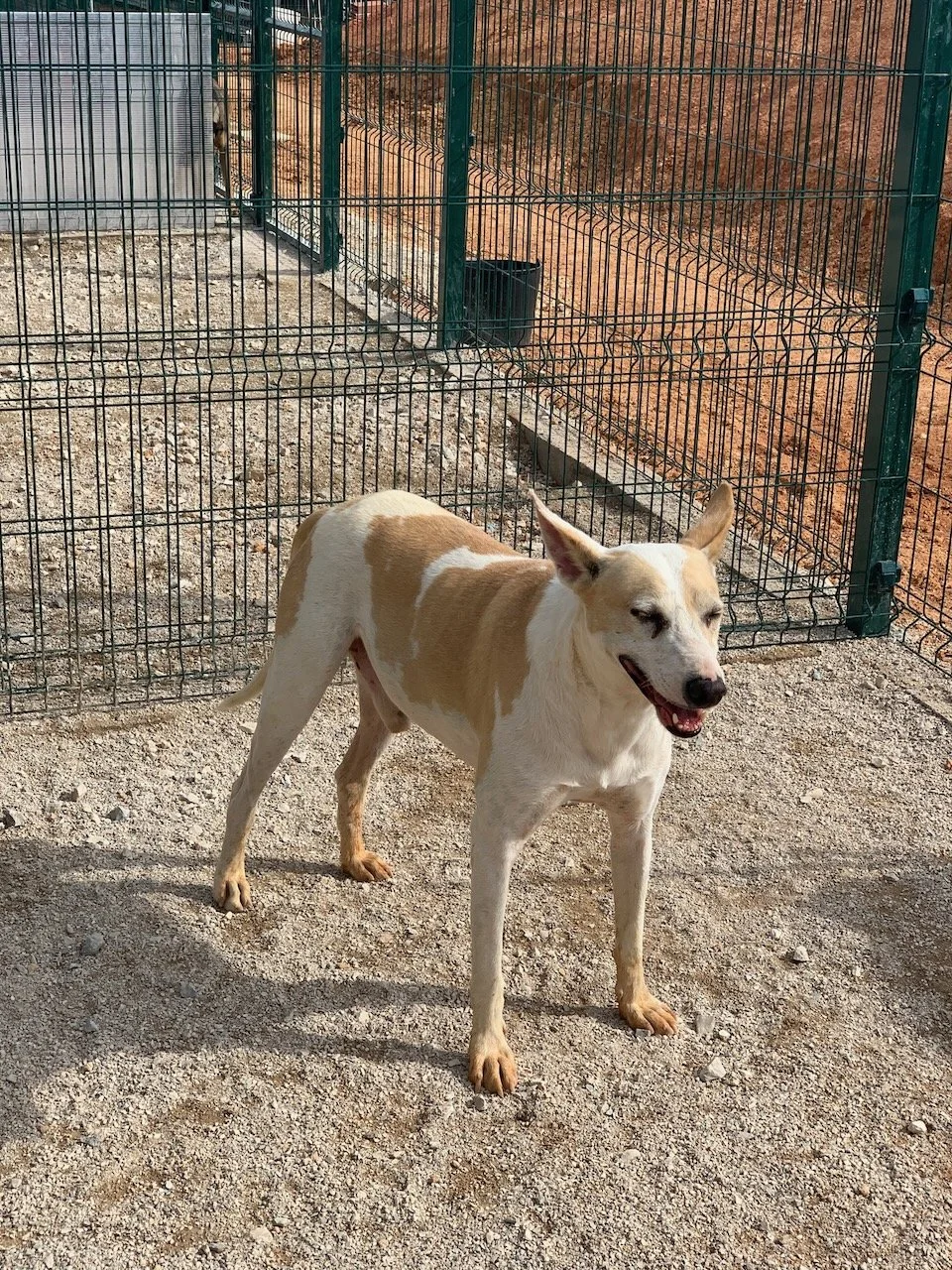 Ralf-TinyShelter - 3.jpeg