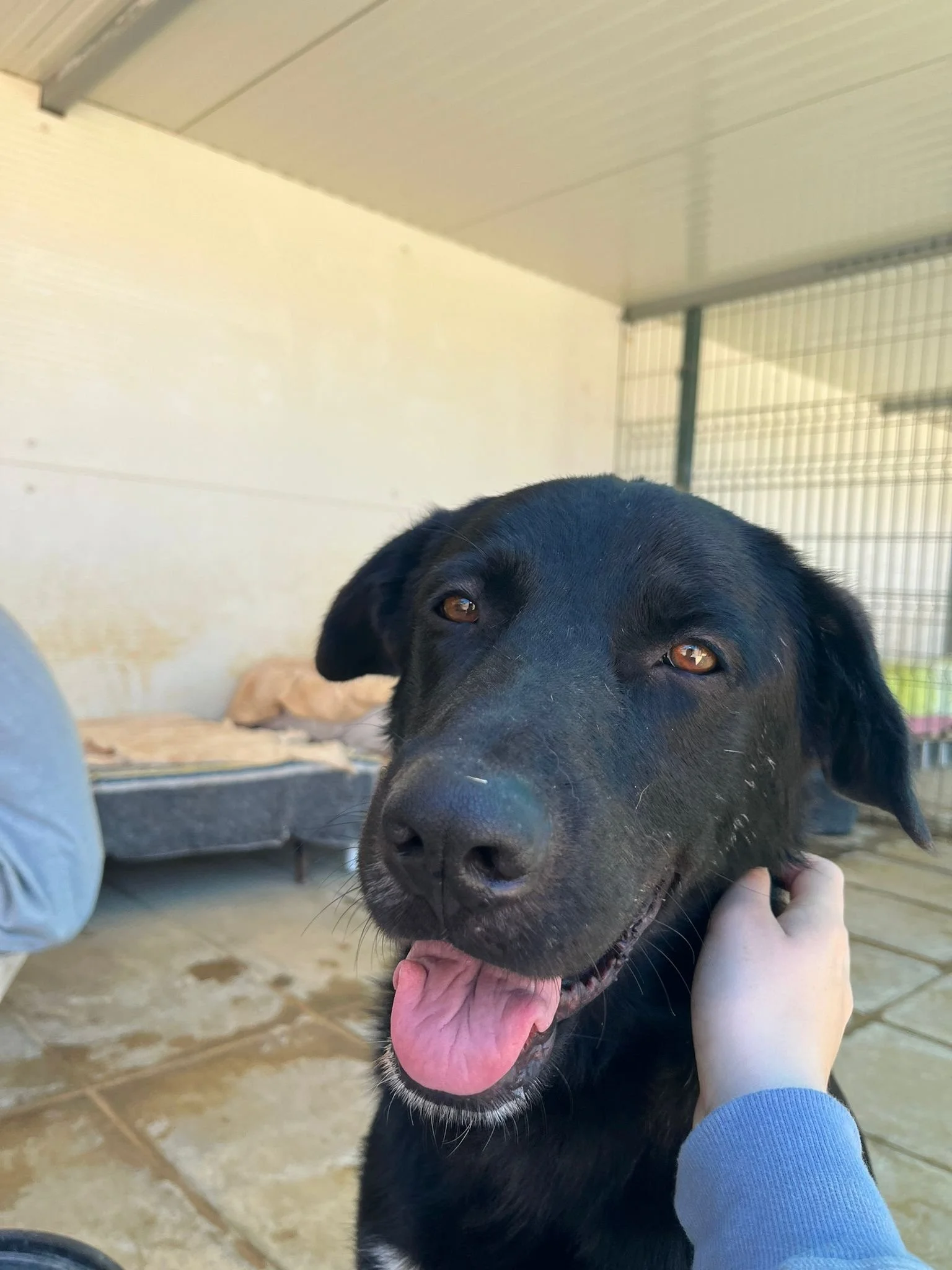 Poppy-TinyShelter - 1.jpeg