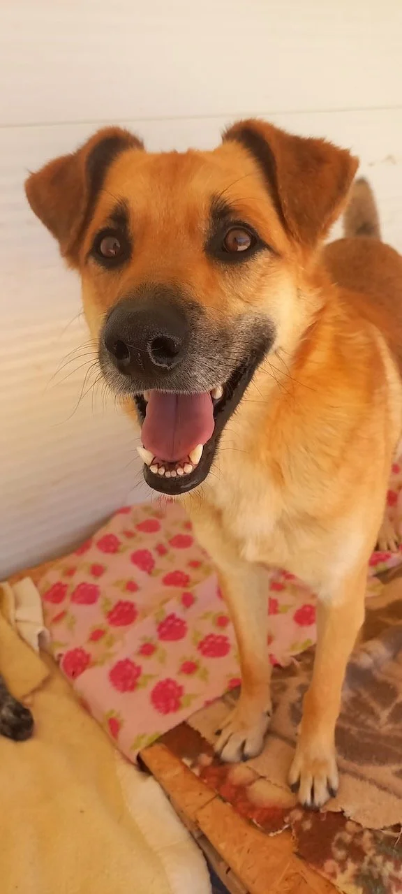 Dino-TinyShelter - 2.jpeg