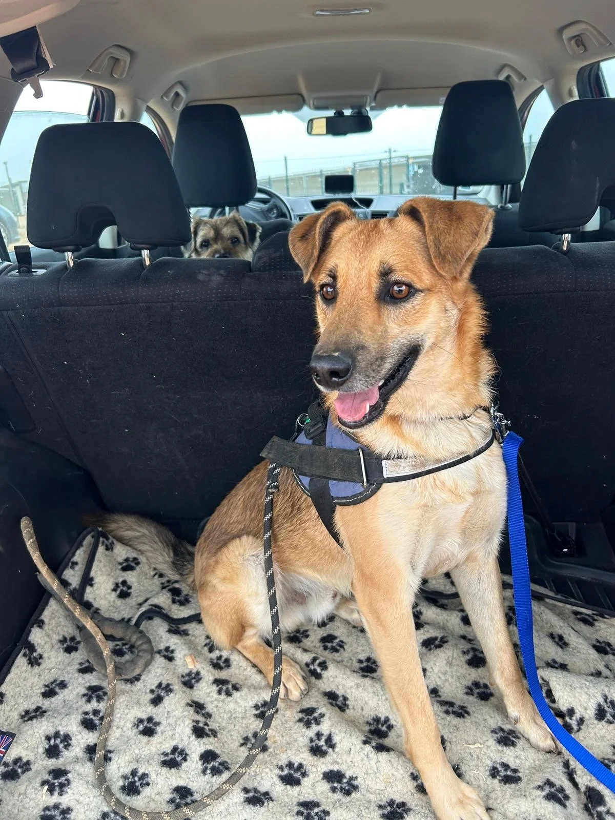 Dino-adopted-TinyShelter - 2.jpeg