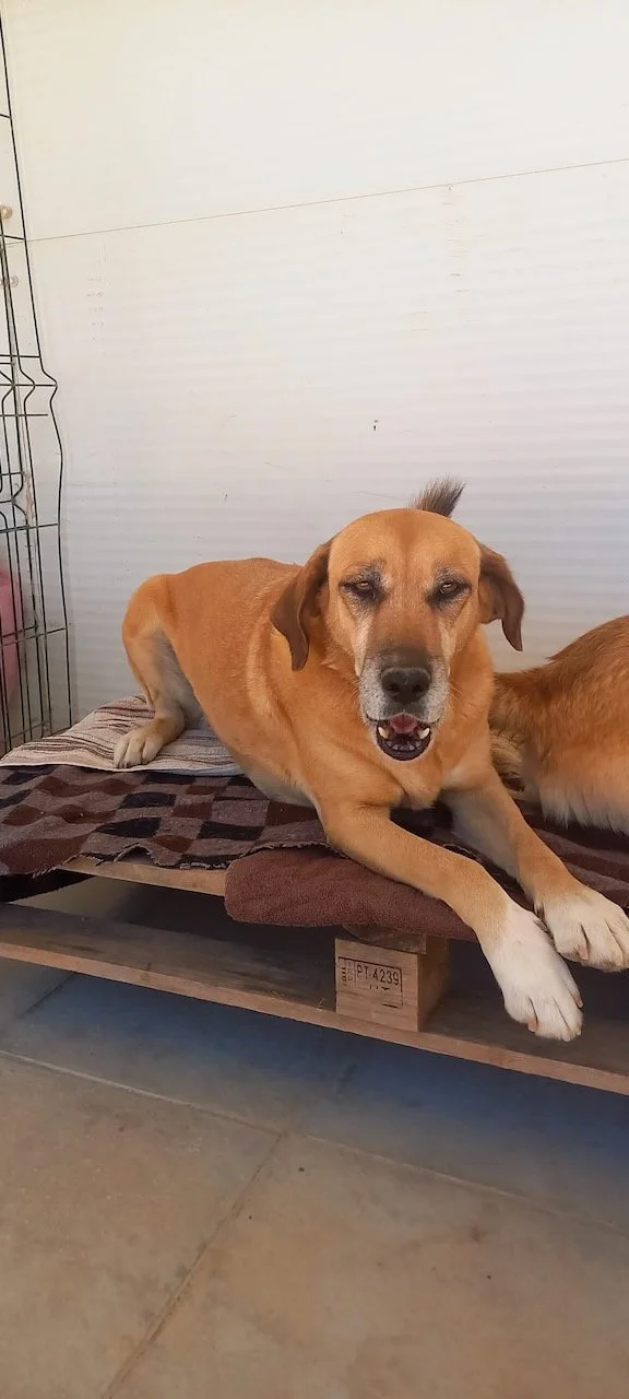 Violeta-TinyShelter - 1.jpeg