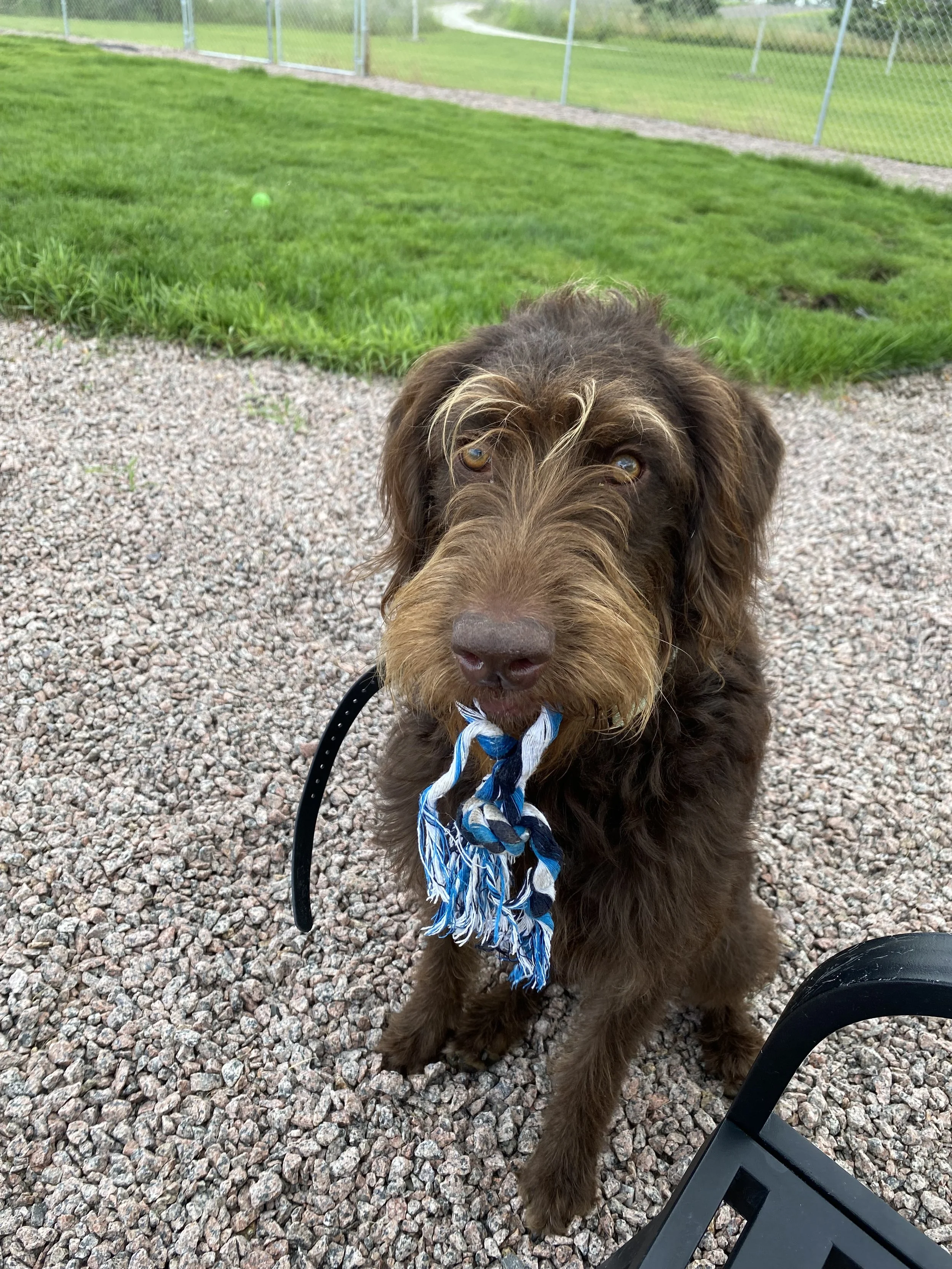Brown dog with a blue and white rope toy in its mouth sitting on gravel in a fenced yard.
