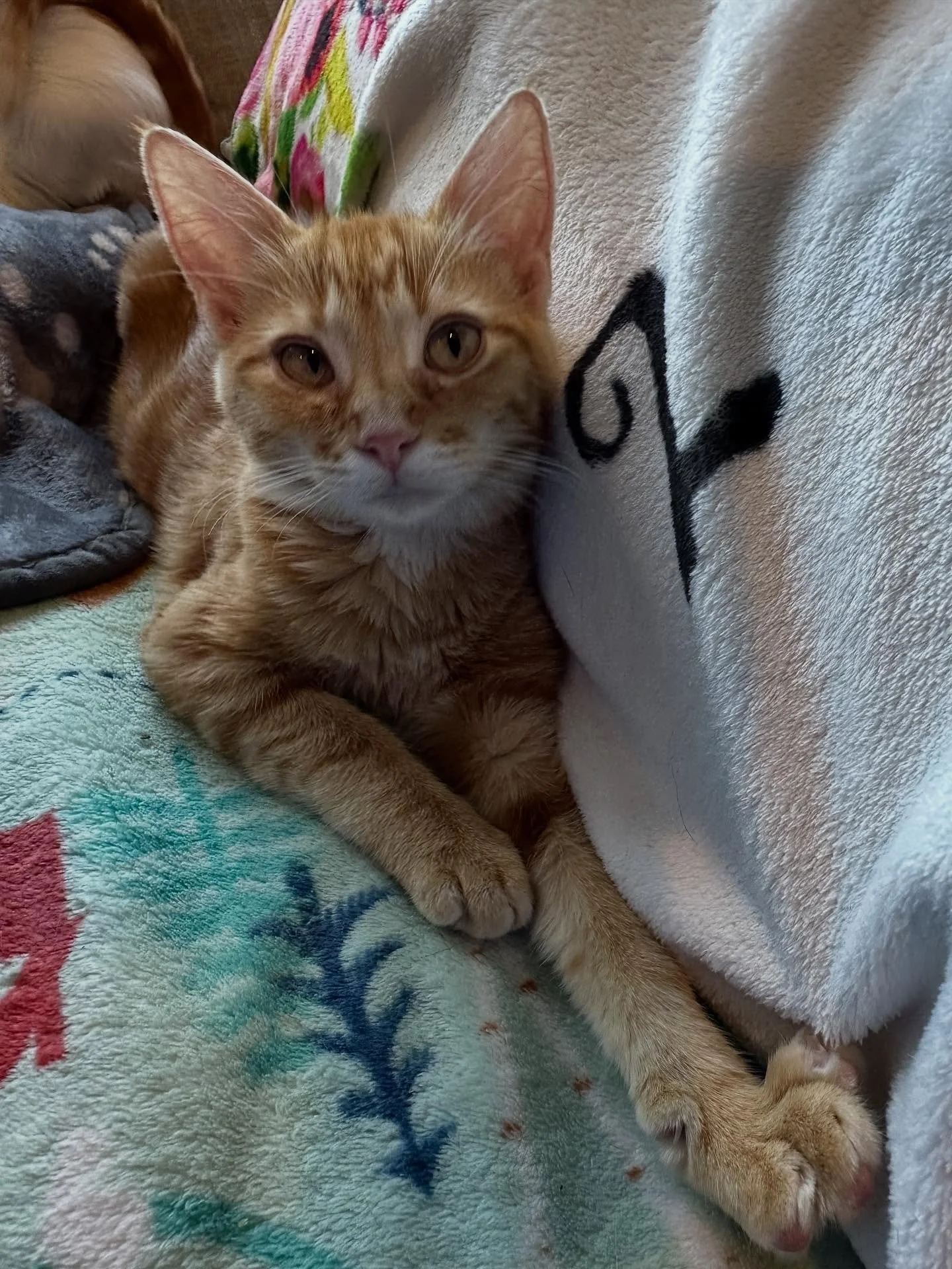 🧡🍊 Meet the Orange Crew &ndash; four orange cuties who&rsquo;ve been with us since spring and are still waiting for their forever homes! Each of these kittens has their own unique purr-sonality, but all are bursting with love and kitten energy.

Wa