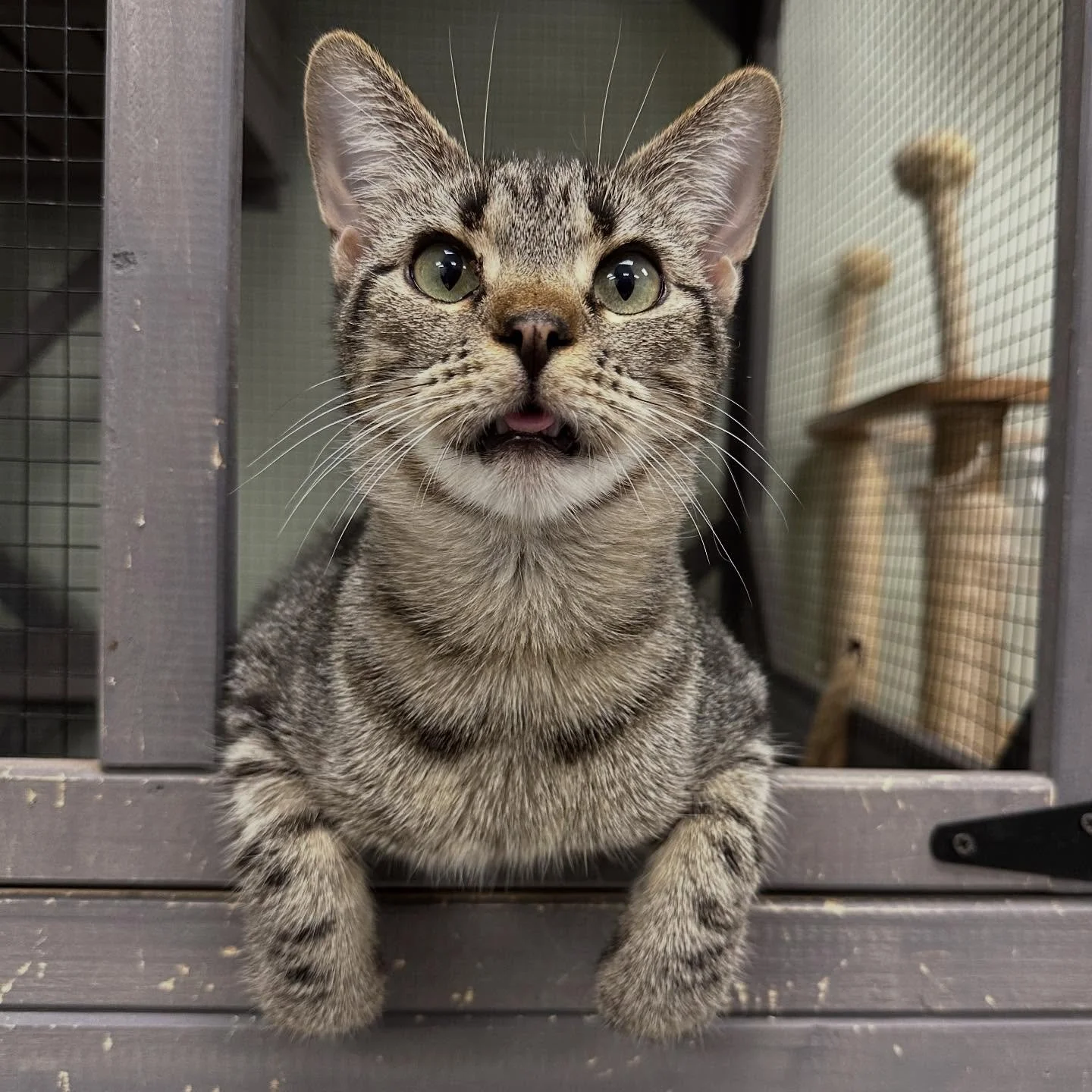 Cass isn&rsquo;t just a cat&mdash;he&rsquo;s a full-blown personality! With his expressive face and quirky charm, he could easily be the star of his own animated series.

This sweet, silly boy is full of love, nonstop play energy, and just the right 