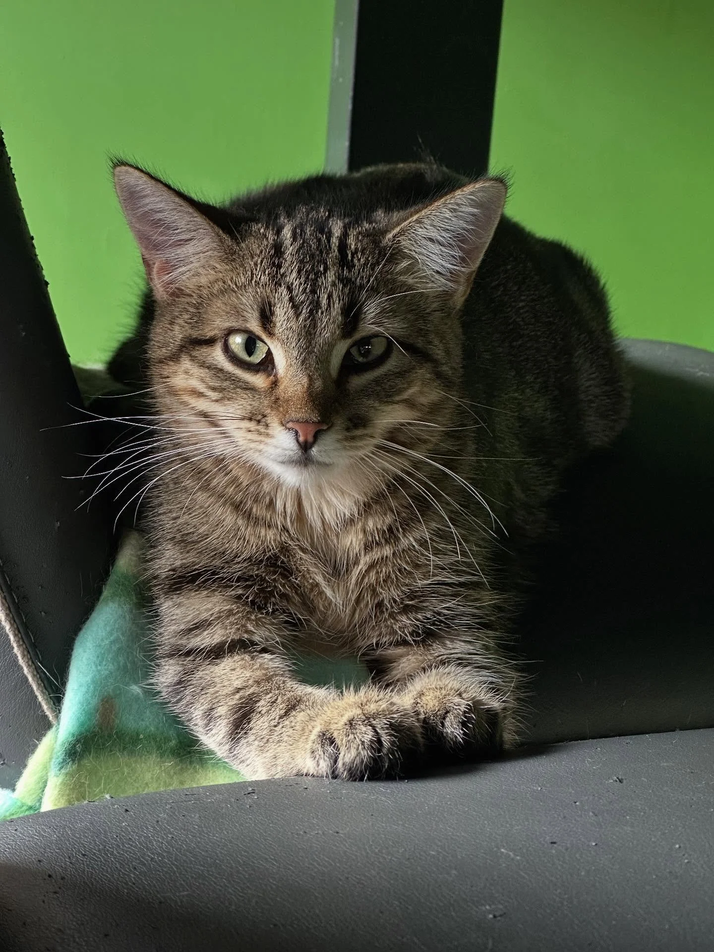 🐾Meet Bix &amp; Tiny!🐾
These two beautiful cats have been with us since the spring. While they&rsquo;re on the shy side, both are making progress&mdash;Tiny is starting to open up and enjoying playtime while Bix will now allow a few trusted friends