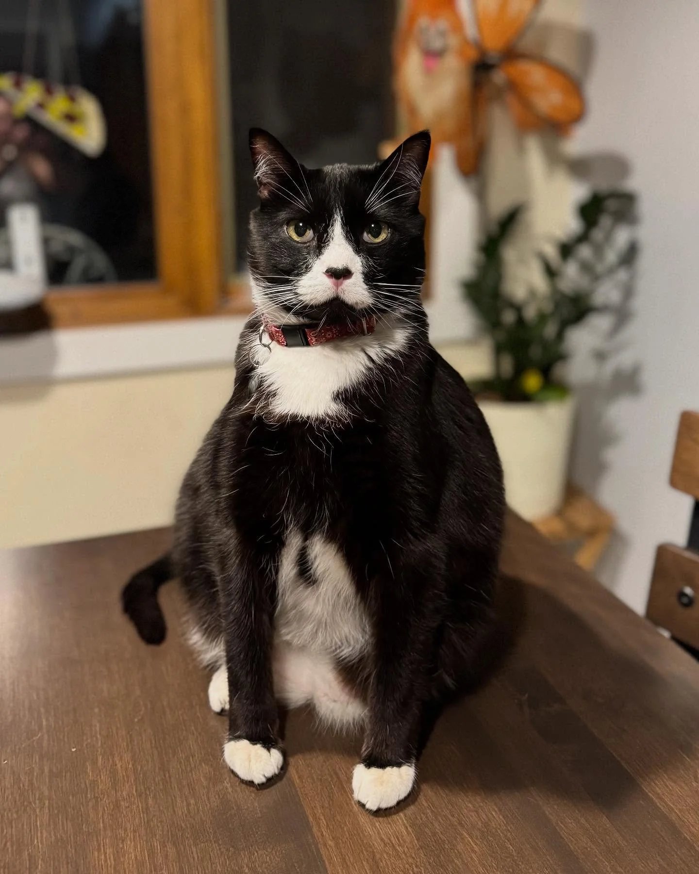 💔 In Loving Memory of Chubby (aka Mr. Man) 💔

Our hearts are heavy as we share that our beloved sanctuary kitty, Chubby, crossed over the rainbow weekend. ☹️

Since May, Chubby had been living his best life in an amazing foster home &mdash; surroun