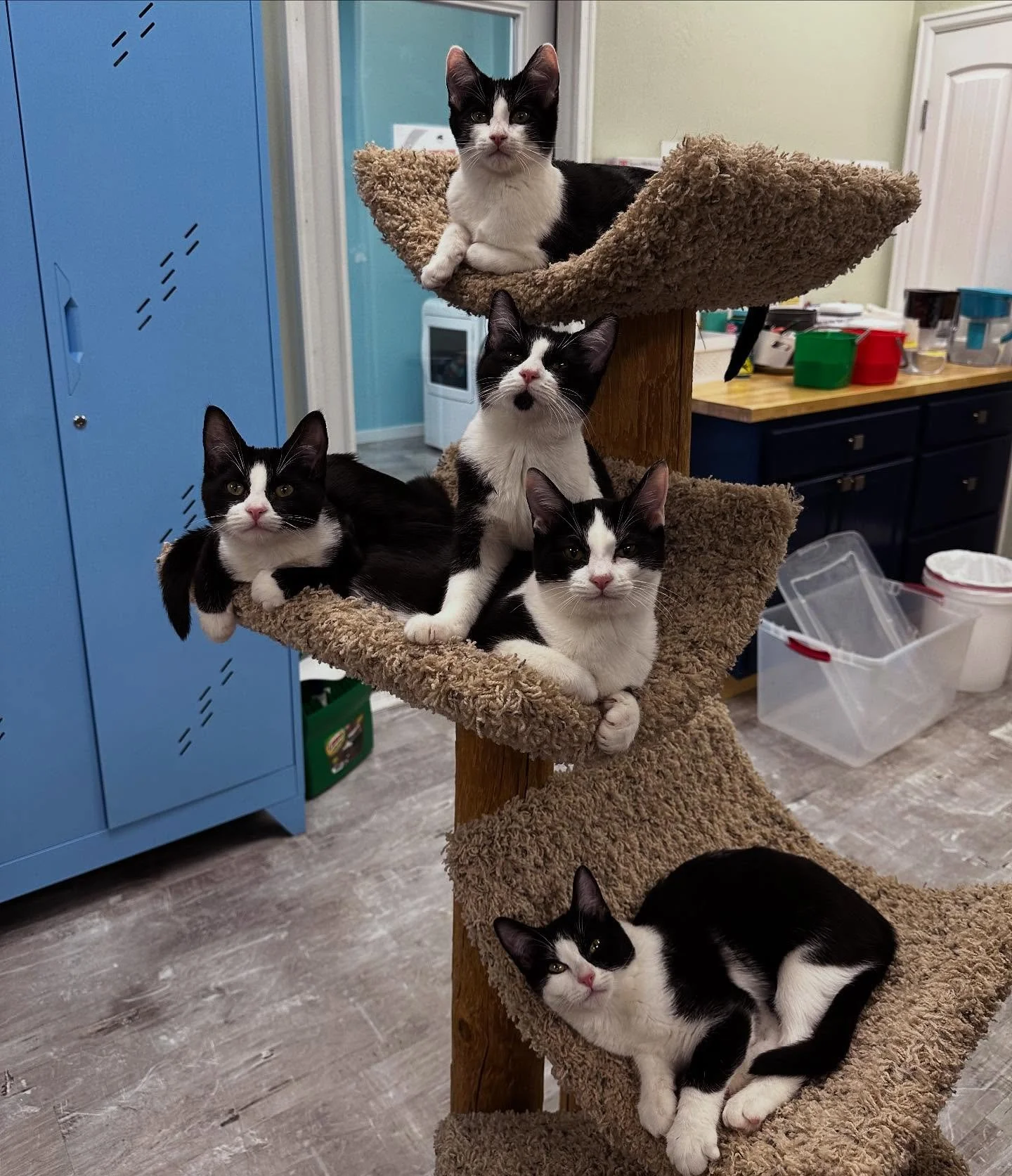 Stacked with cuteness! 🐾 Meet our tuxedo crew &mdash; five playful, purring perfectionists who are dressed to impress and ready for forever homes. 😻 Apply to adopt at catcaredurango.org/adopt

#catrescue #catcaredurango #catshelter #kittens #cats #