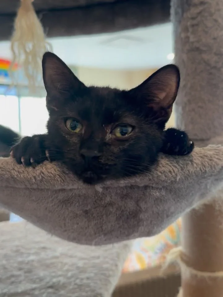 💛 FIP Awareness &amp; Hope 💛
Meet Felix 🐈&zwj;⬛ and Waffles 🐈 &mdash; two of our incredible fighters!

Both kitties were diagnosed with FIP (Feline Infectious Peritonitis), a disease that was once considered fatal. But thanks to major advancement