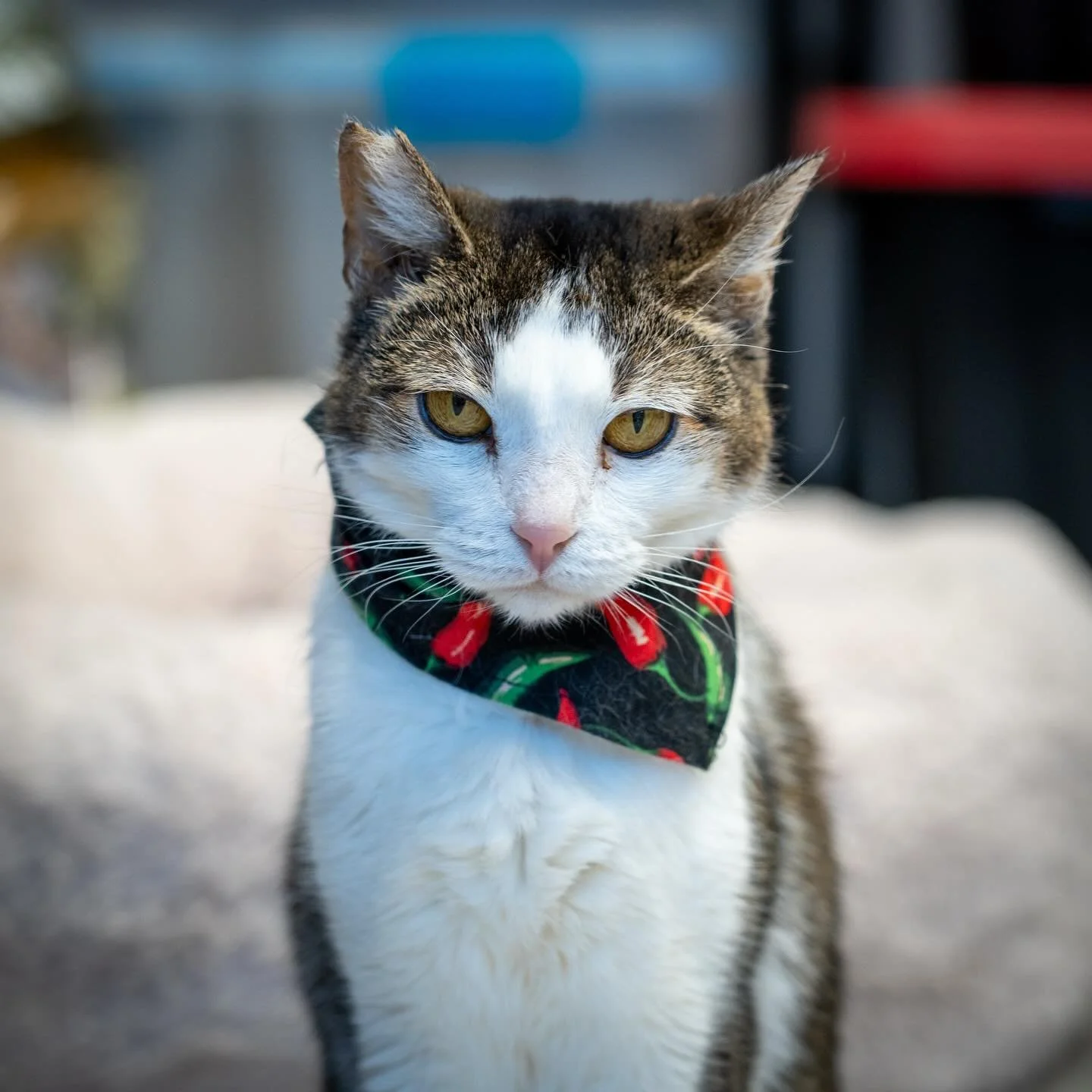 Our hearts are heavy as we say goodbye to our beloved AnneD. 🌈
AnneD crossed the Rainbow Bridge to reunite with her dear Maui friend, Kihei, and many of our other cherished kitties who have passed over the years.
AnneD was one of the 12 cats we we