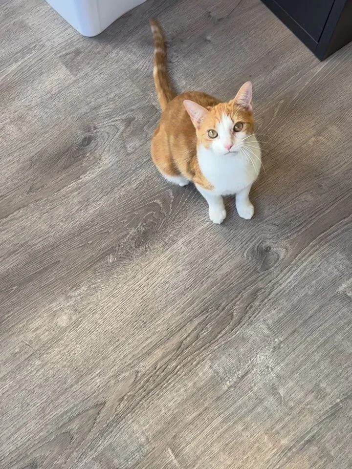 🧡Meet Gingersnaps🧡
If you’ve ever wanted a cat with a dog’s heart, Gingersnaps is your girl! This playful cutie absolutely loves playing catch with her Santa hat toy (yes, really!) and will happily keep the game going as long as you le