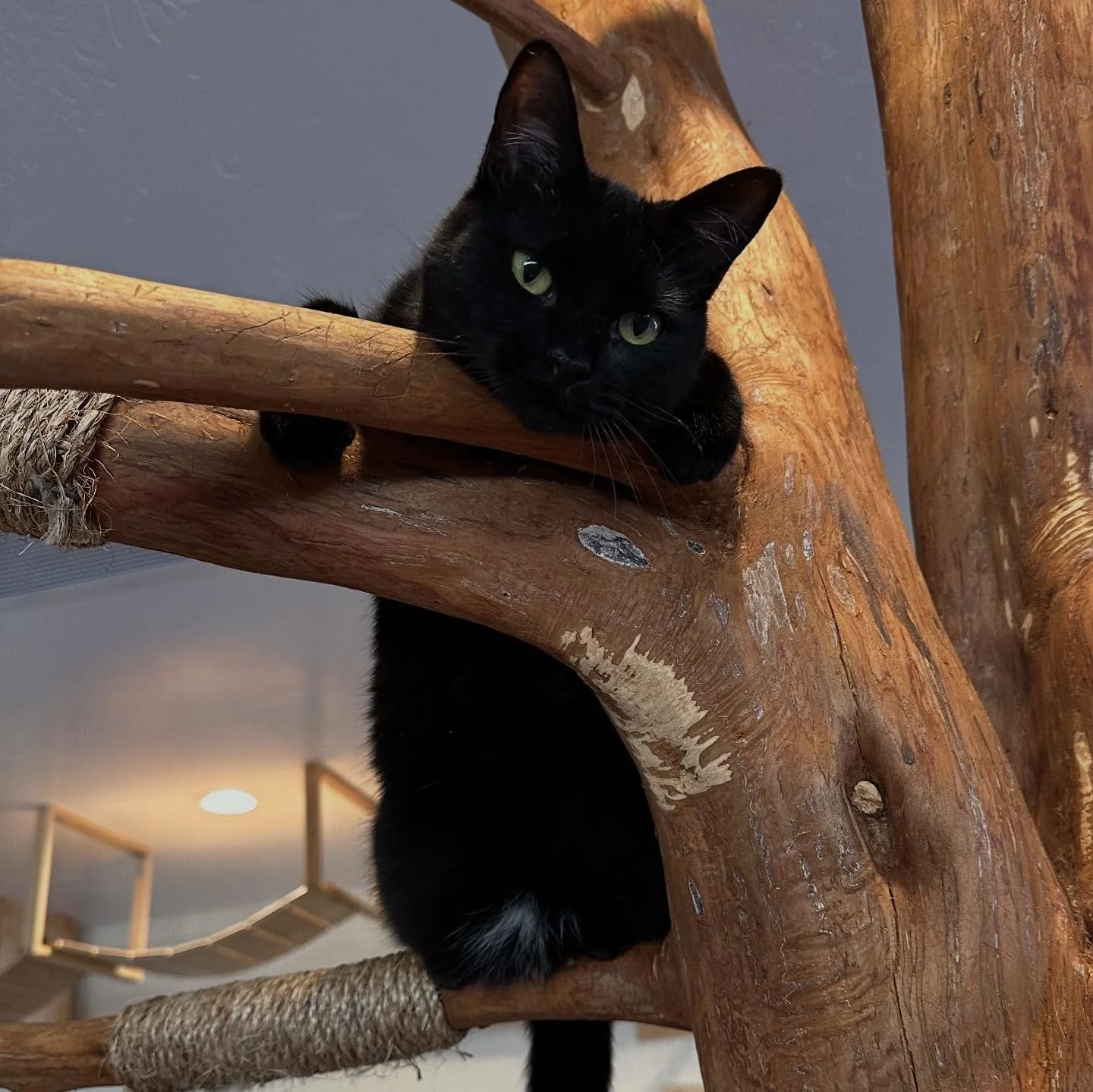 🐾 Happy National Cat Day! 🐾

Today we celebrate the purrs, the head boops, the biscuit makers, and all the whiskered wonders who make our lives brighter. 💛

Every cat deserves love, comfort, and a place to call home &mdash; and that&rsquo;s what w