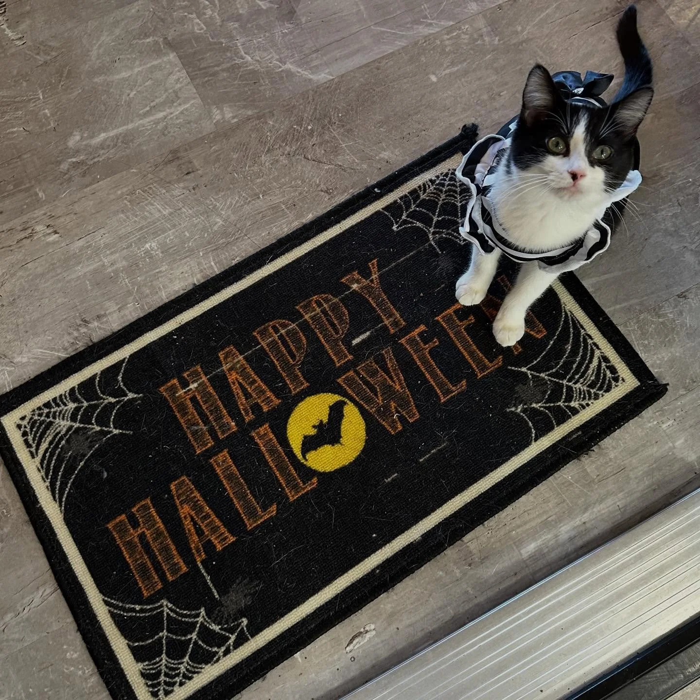 🎃👻 Happy Halloween from all the kitties at Cat Care Durango! 👻🎃

Our feline friends are getting into the spirit (some more than others 😼), and we want to wish everyone a safe and spooky night!

A few friendly reminders to help keep your kitties 