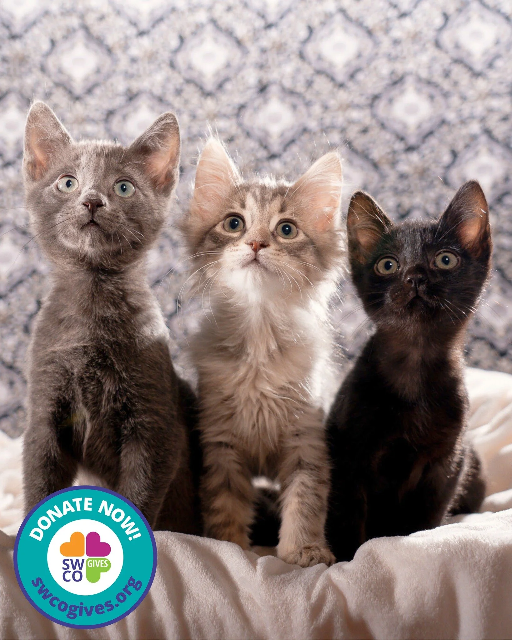 🐾🐱 Early Giving begins today! 🐱🐾
Join Colorado&rsquo;s largest digital fundraising movement and support Cat Care Durango! Our goal is to raise $2,500 between now and the end of Colorado Gives Day on December 9th.
Your support helps us continue pr